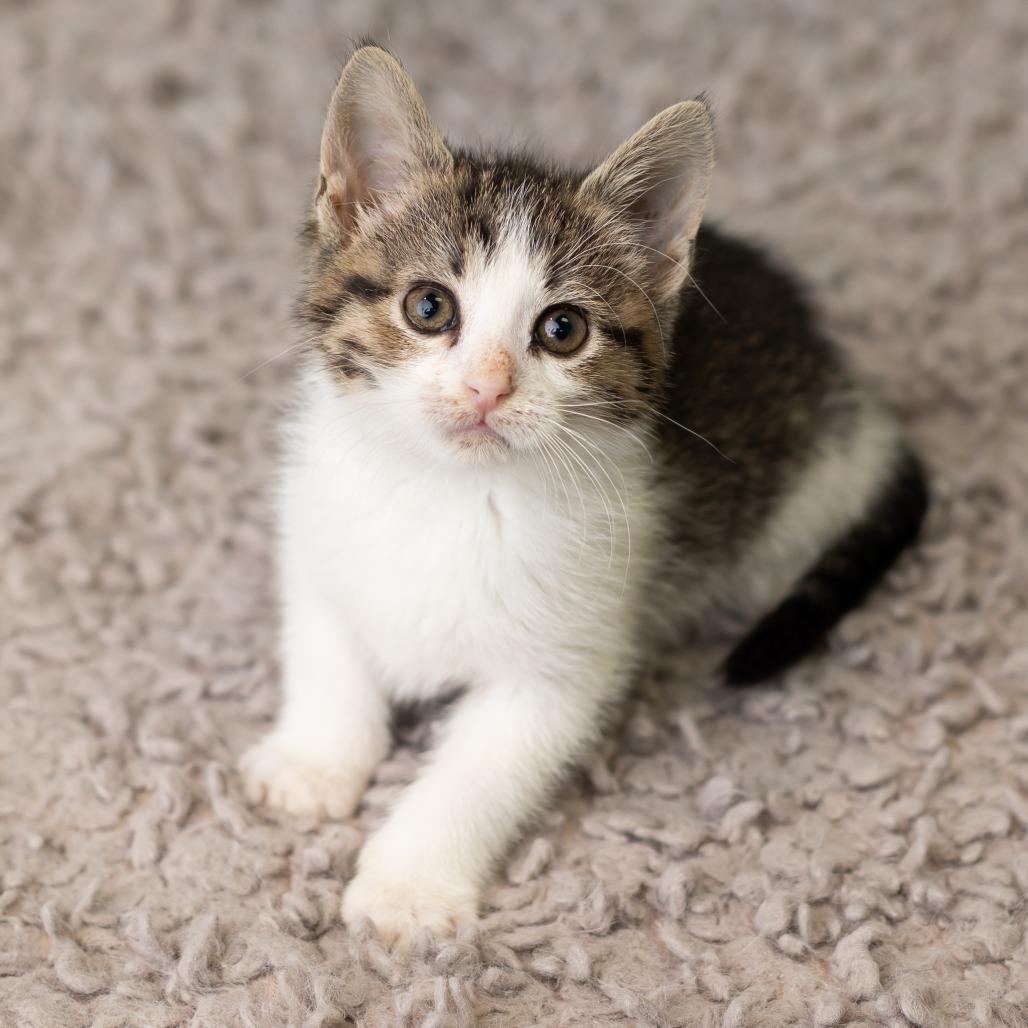 Enlarge Gnat, a Adoptable Domestic Short Hair in St. Paul, MN image 4/5