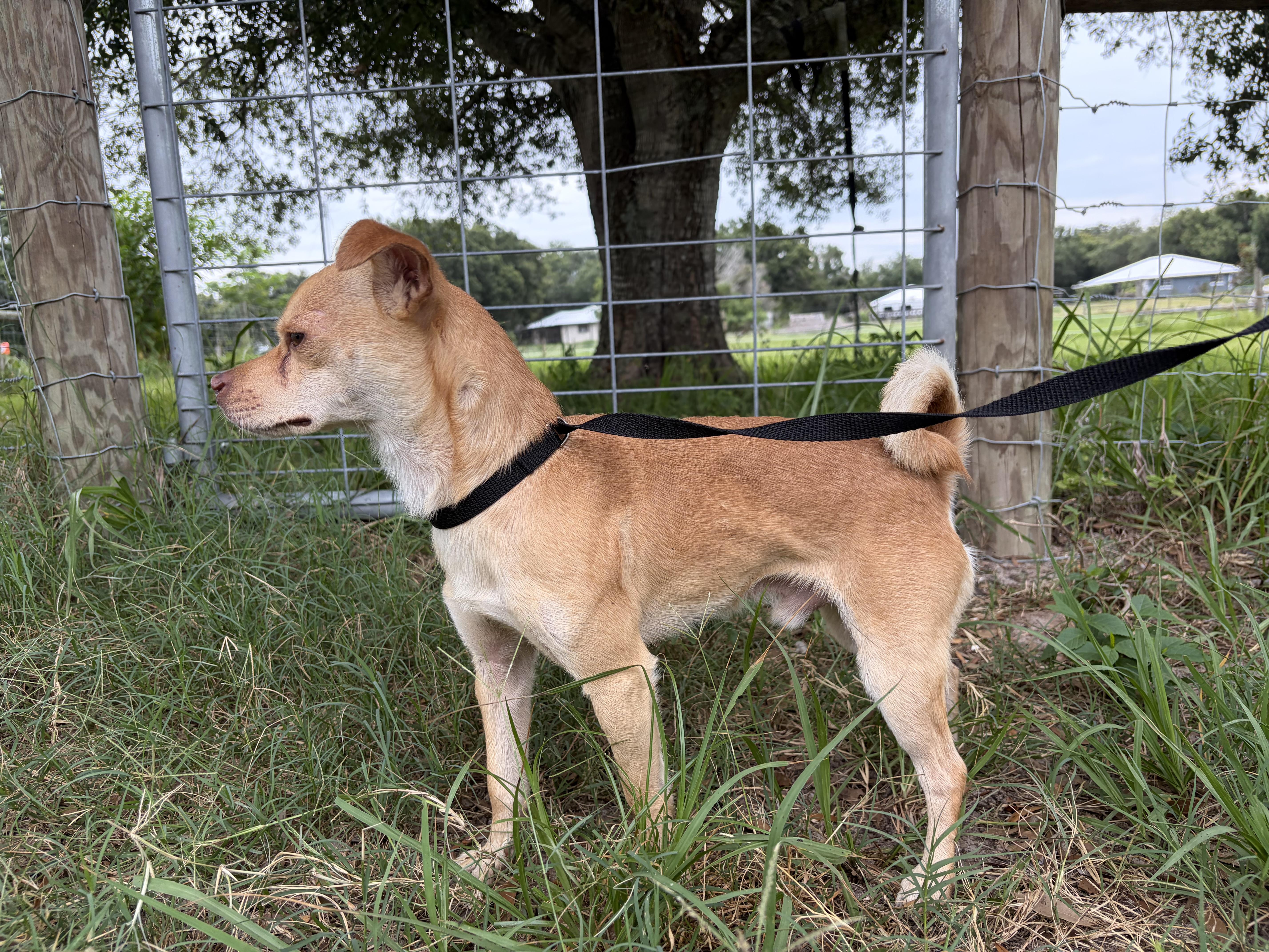Walter, an adopted mixed breed in Arcadia, FL image 2/2