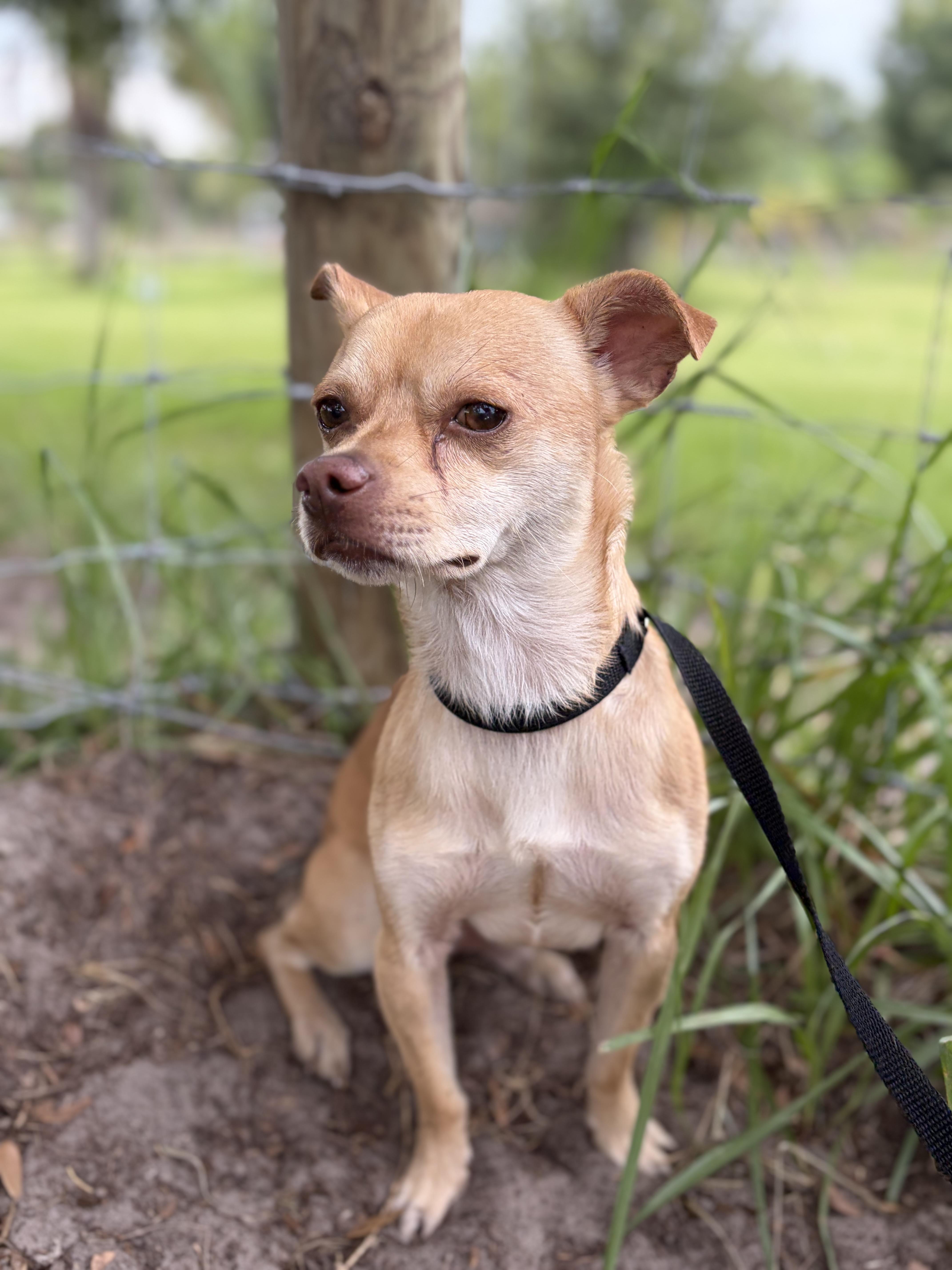Walter, adopted, Adult Male Chihuahua.