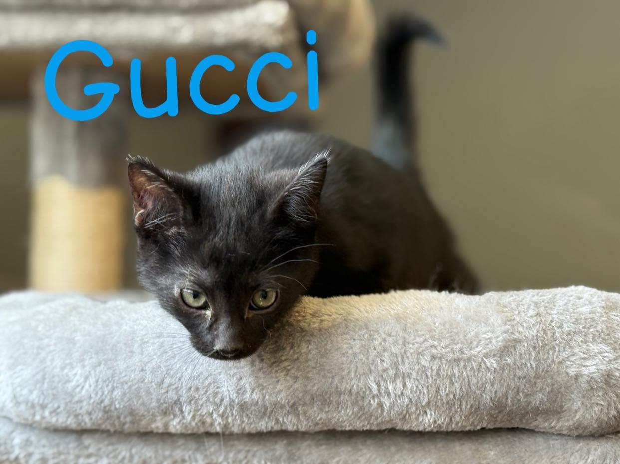 Enlarge Gucci, a Adoptable Domestic Short Hair in Winchester, IN image 1/1