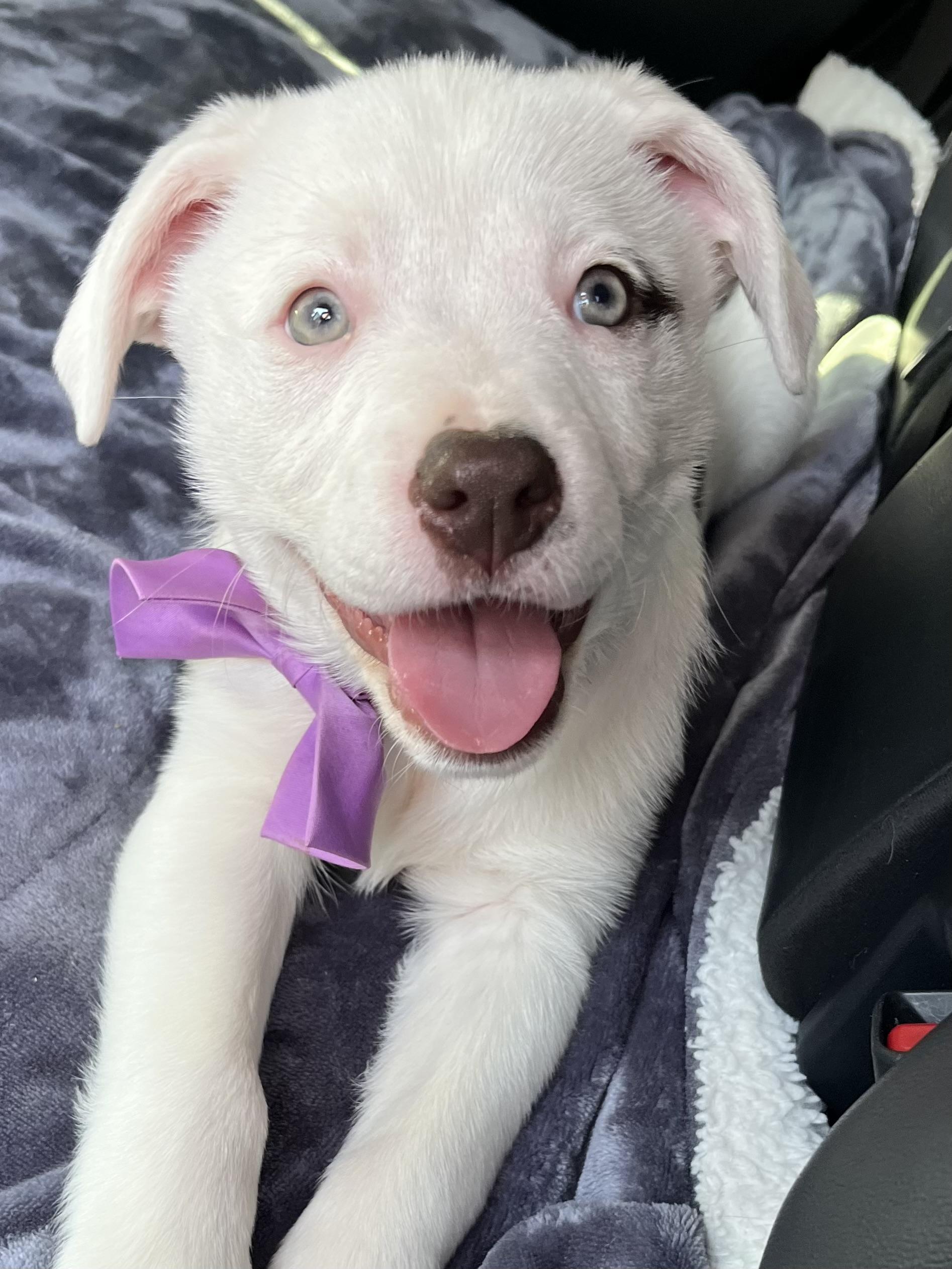 Enlarge Candy , a Adoptable mixed breed in Barnwell , SC image 6/6