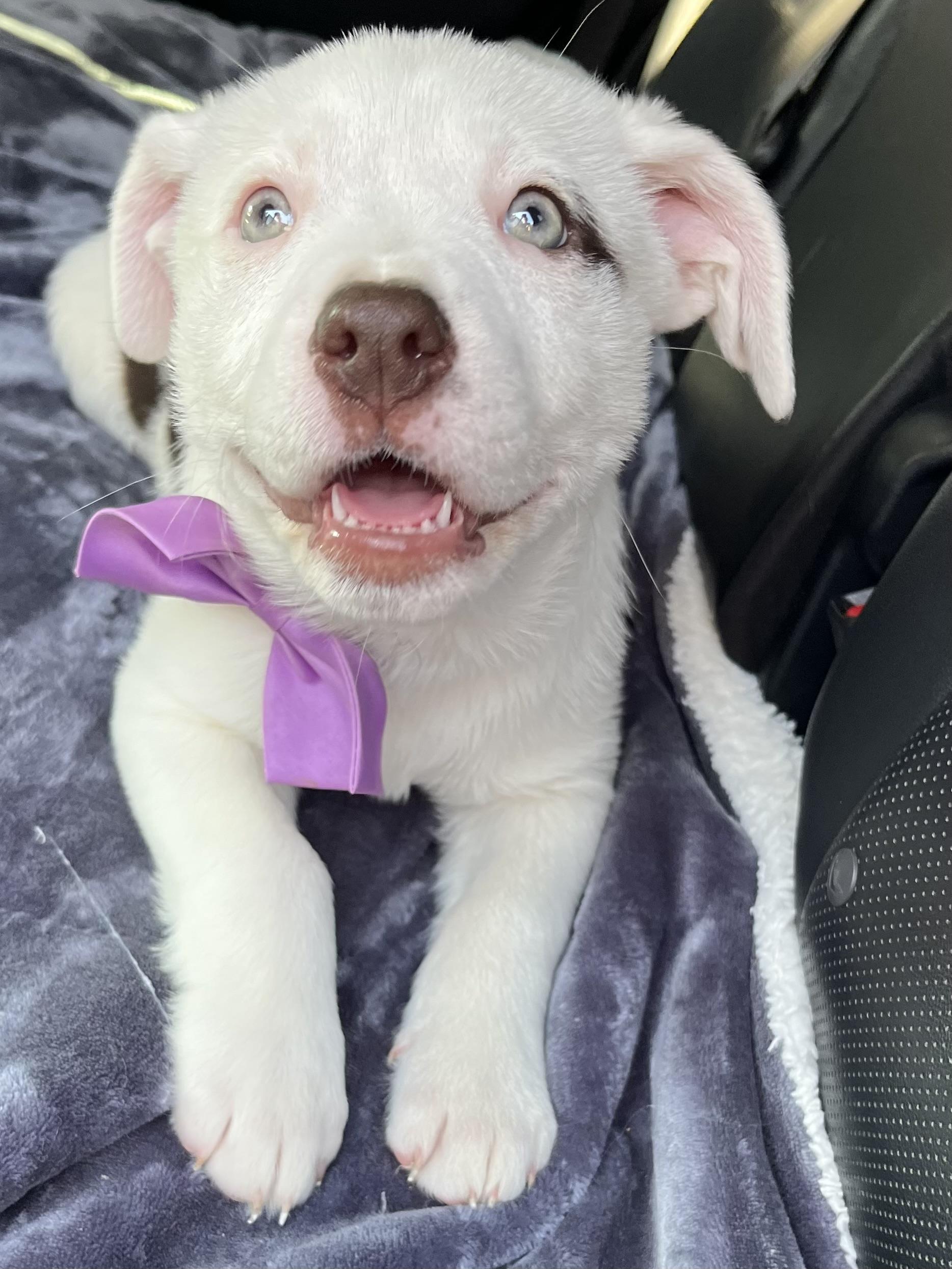 Candy , Adoptable, Puppy Female Australian Shepherd & Mixed Breed.