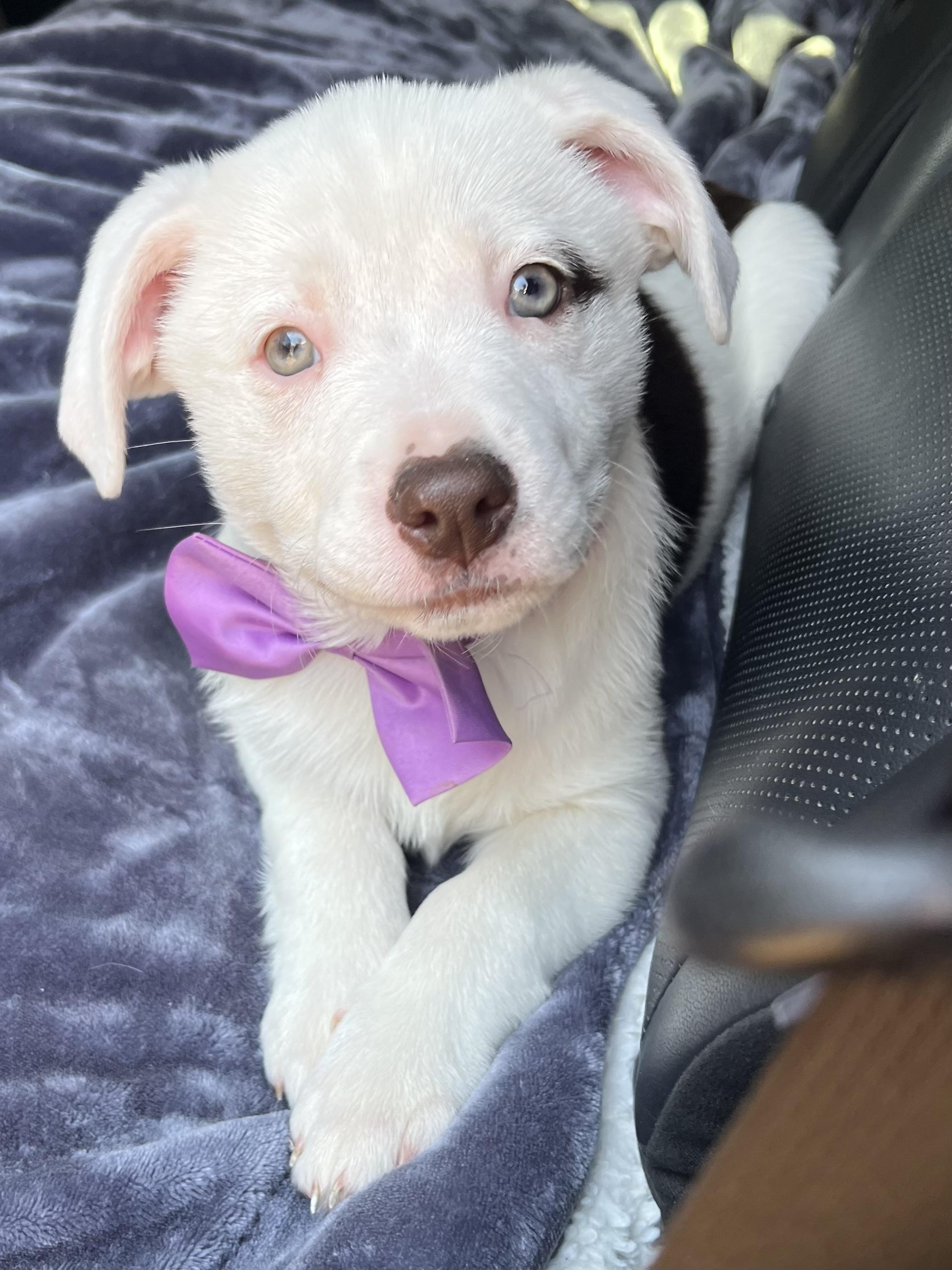 Enlarge Candy , a Adoptable mixed breed in Barnwell , SC image 2/6