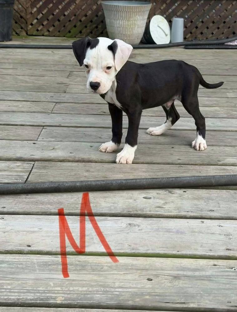 Enlarge Moose, a Adoptable American Bulldog in Osgood, IN image 1/1