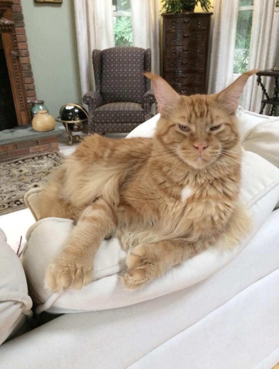 MA - Crash, Adoptable, Adult Male Maine Coon.