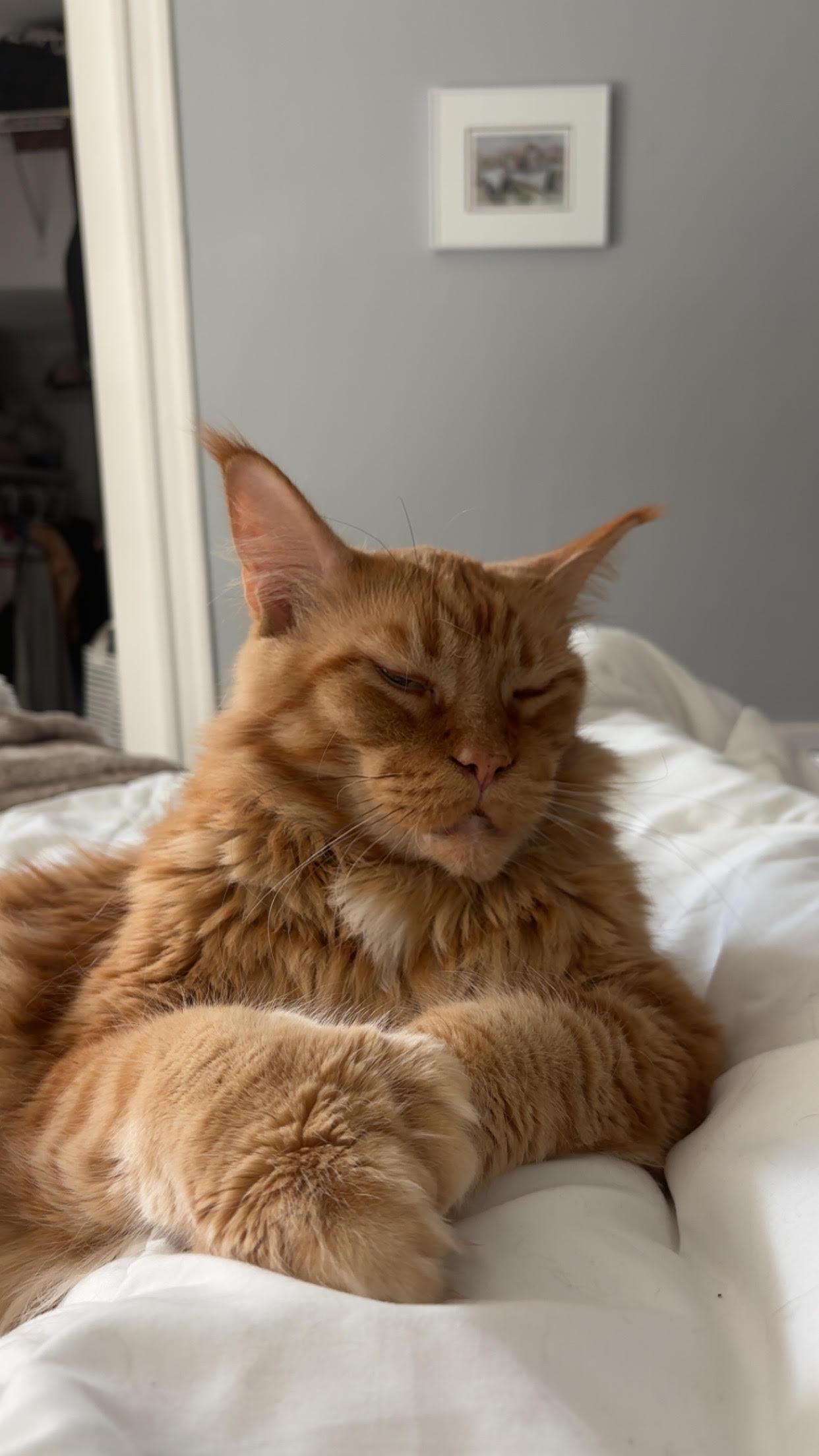 Enlarge MA - Crash, a Adoptable Maine Coon in Hazlet, NJ image 2/4