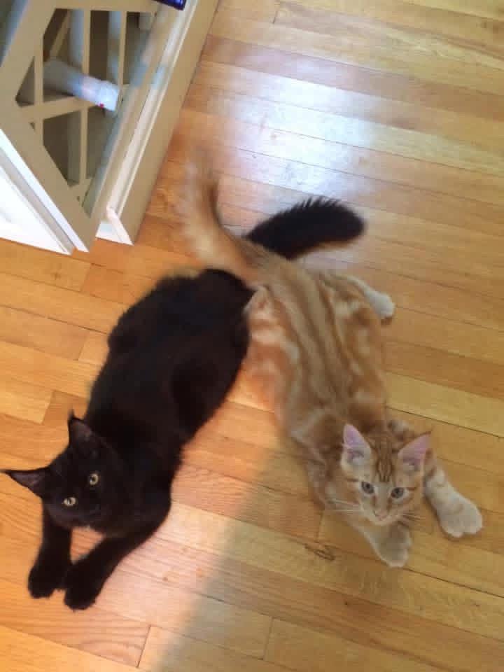 Enlarge MA - Crash, a Adoptable Maine Coon in Hazlet, NJ image 4/4