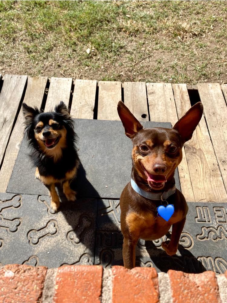 Karl, a Adoptable Miniature Pinscher in Houston, TX image 2/6