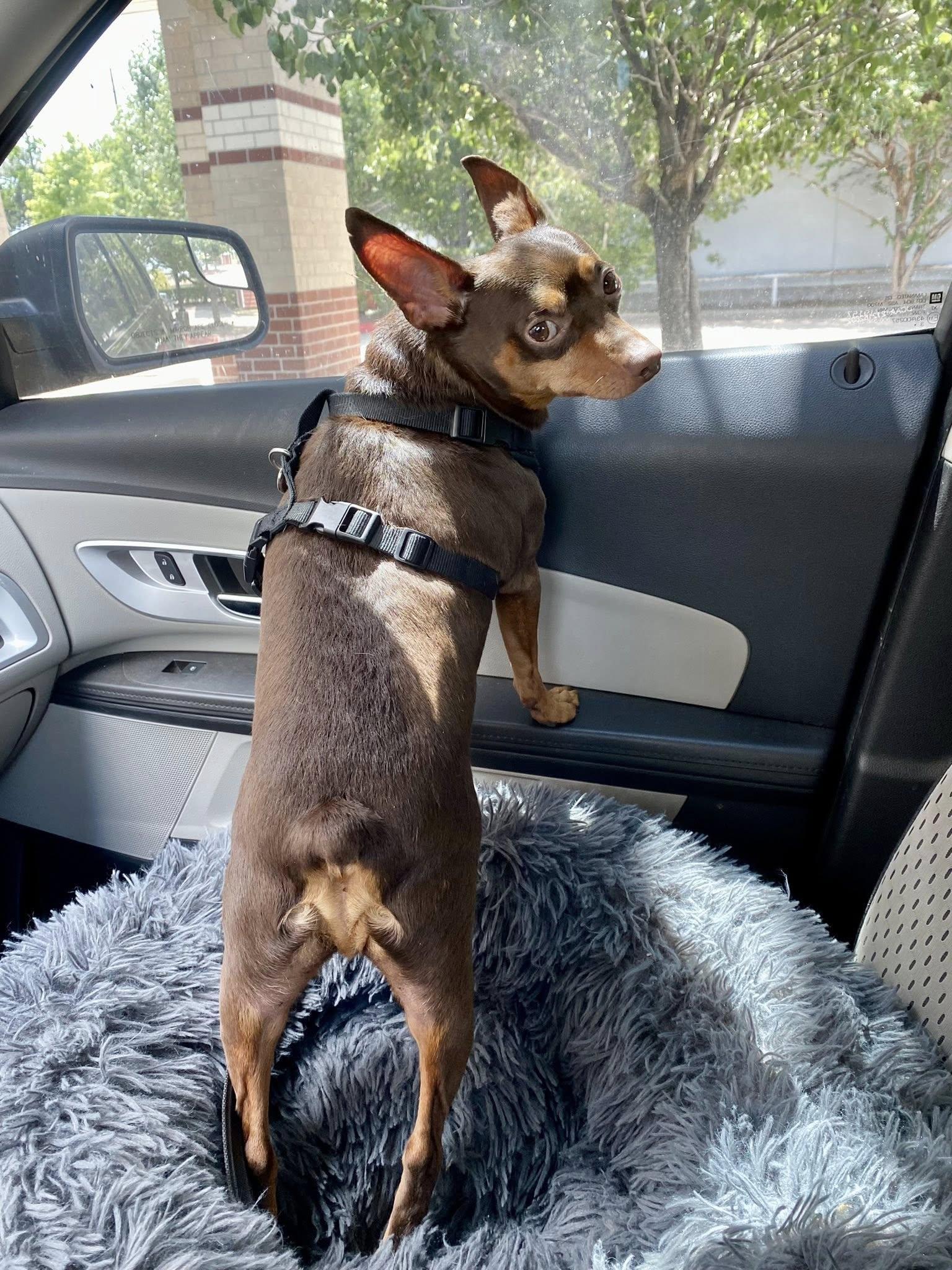 Karl, a Adoptable Miniature Pinscher in Houston, TX image 3/6