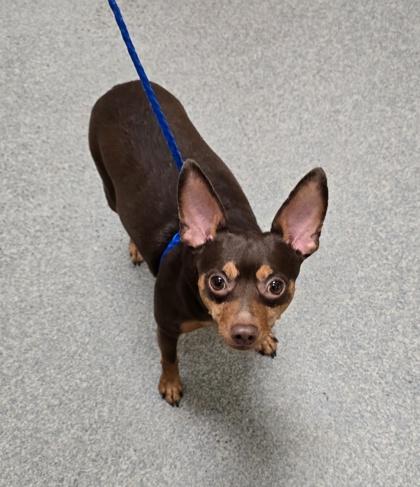 Karl, a Adoptable Miniature Pinscher in Houston, TX image 5/6