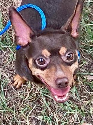 Karl, a Adoptable Miniature Pinscher in Houston, TX image 4/6