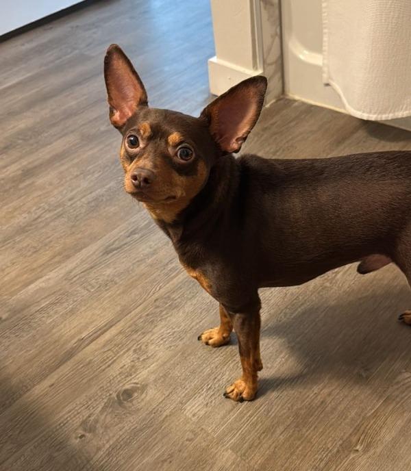 Karl, a Adoptable Miniature Pinscher in Houston, TX image 6/6