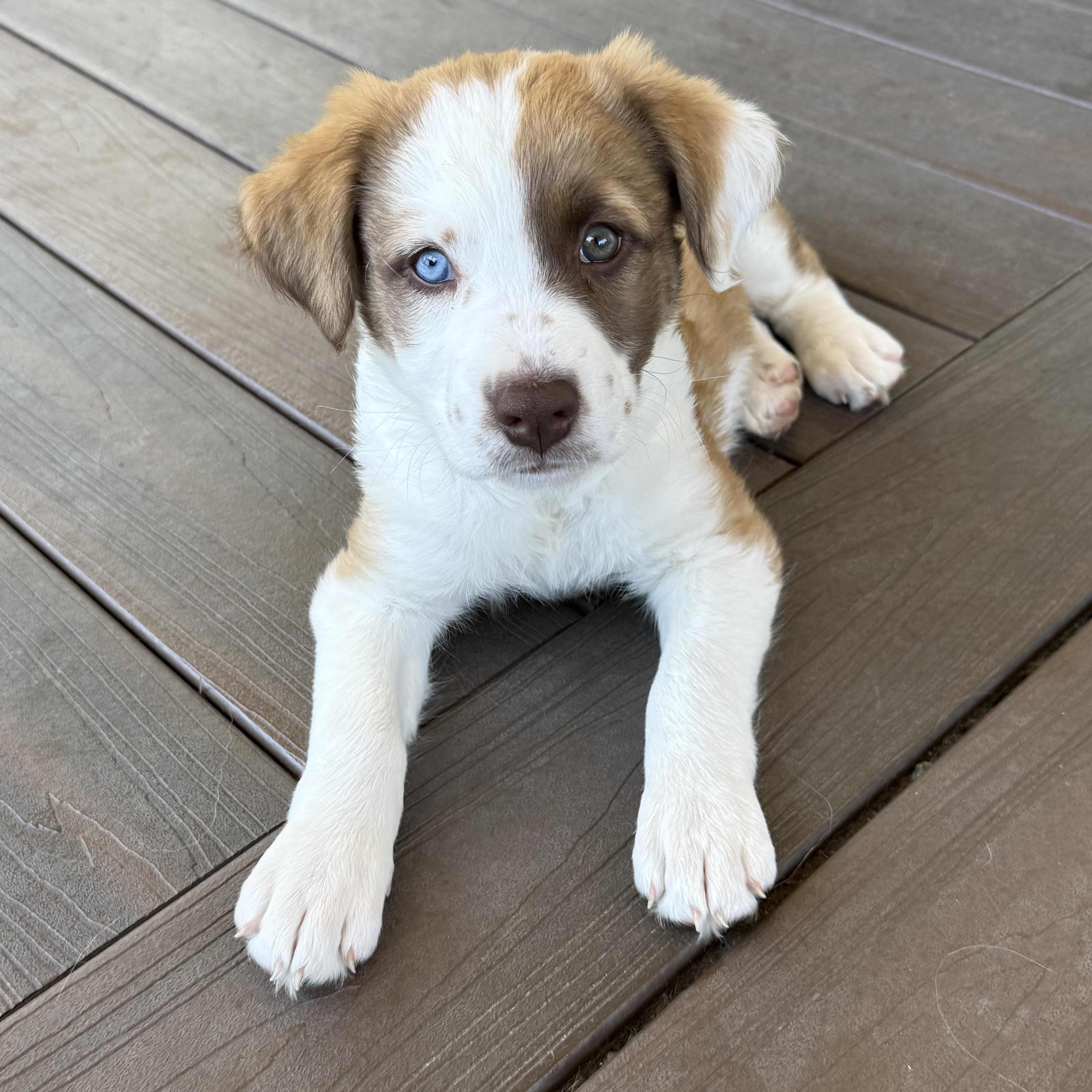 Lilypad (Toy Story 5), an adopted mixed breed in Redwood City, CA image 6/6