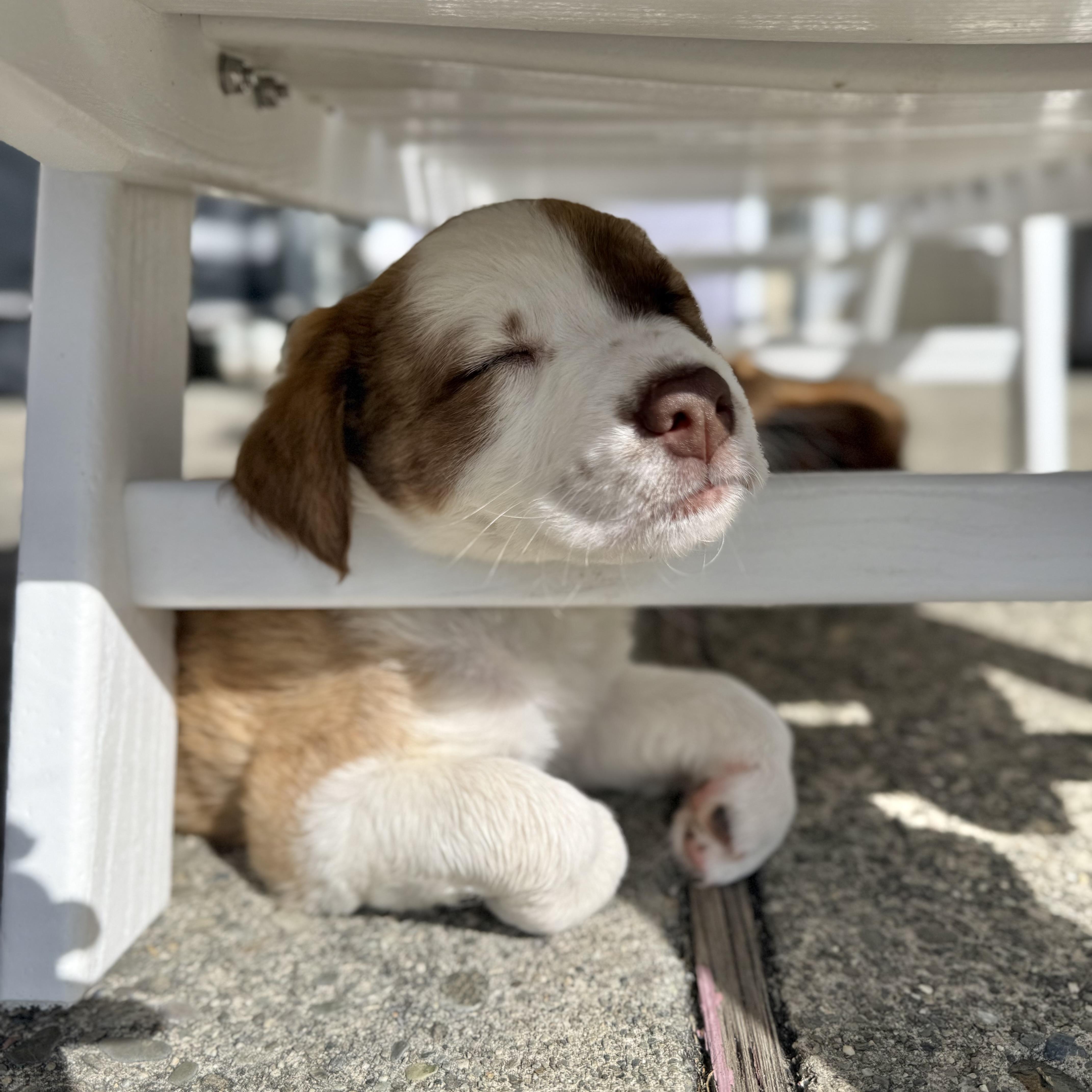 Lilypad (Toy Story 5), an adopted mixed breed in Redwood City, CA image 5/6
