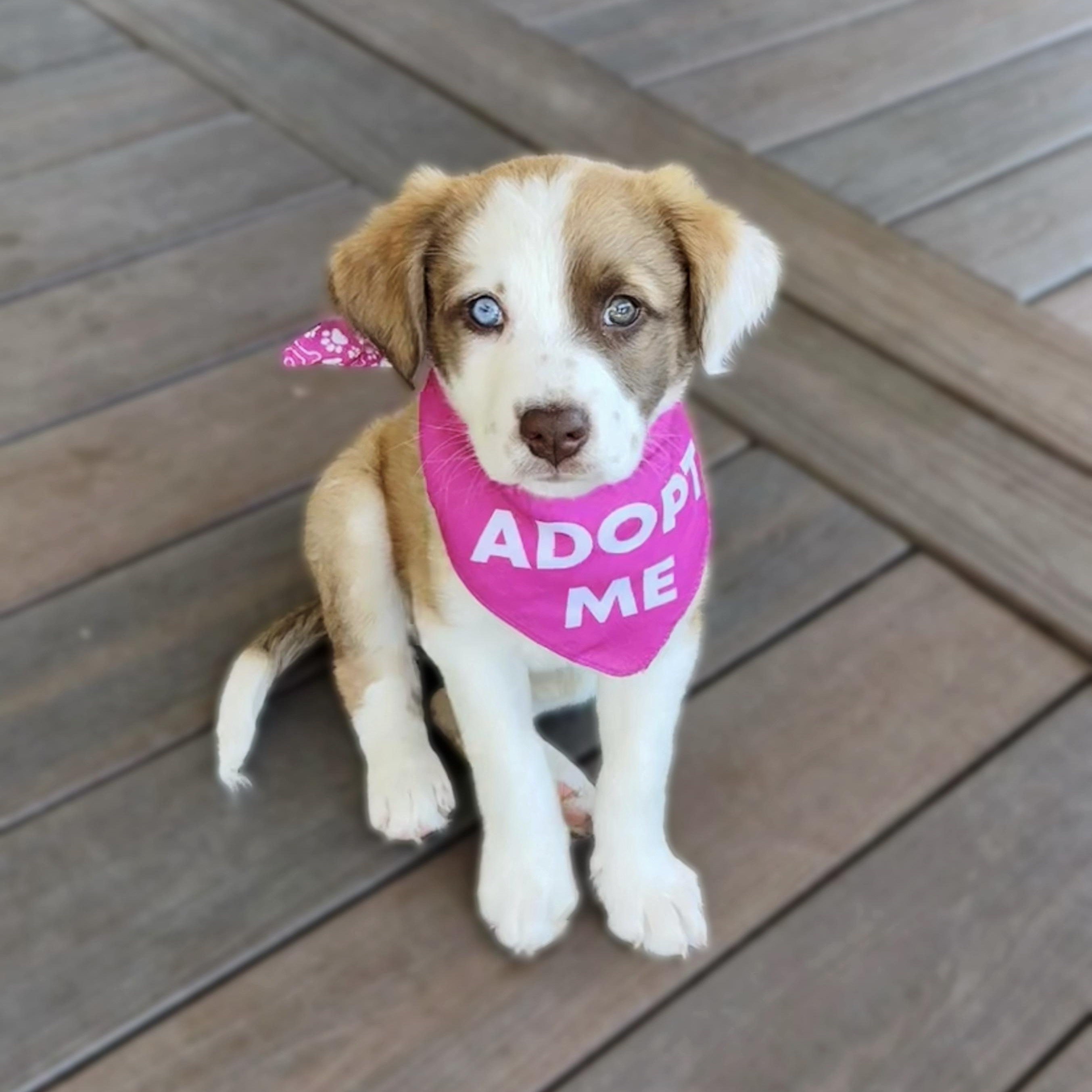 Lilypad (Toy Story 5), an adopted mixed breed in Redwood City, CA image 1/6