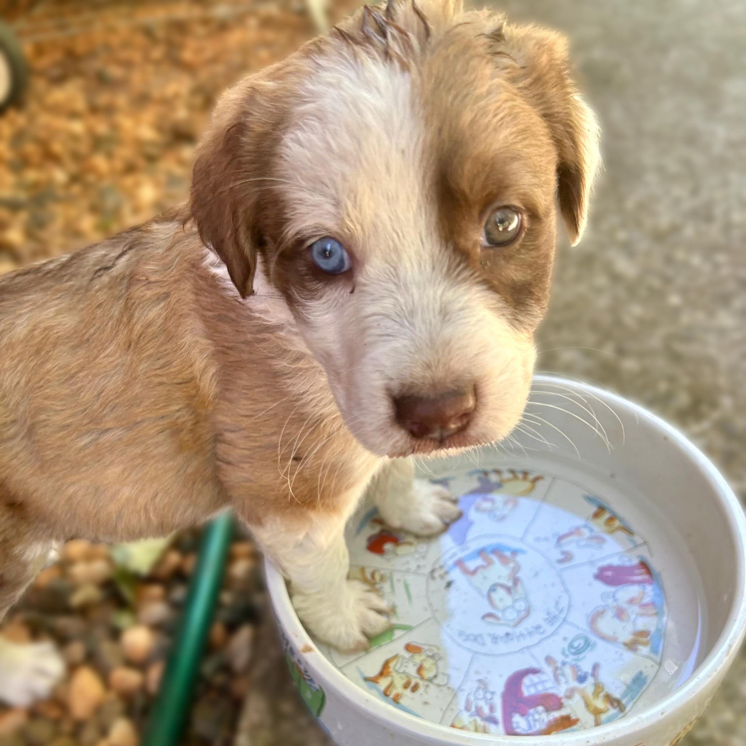 Lilypad (Toy Story 5), Adoptable, Puppy Female Shepherd.