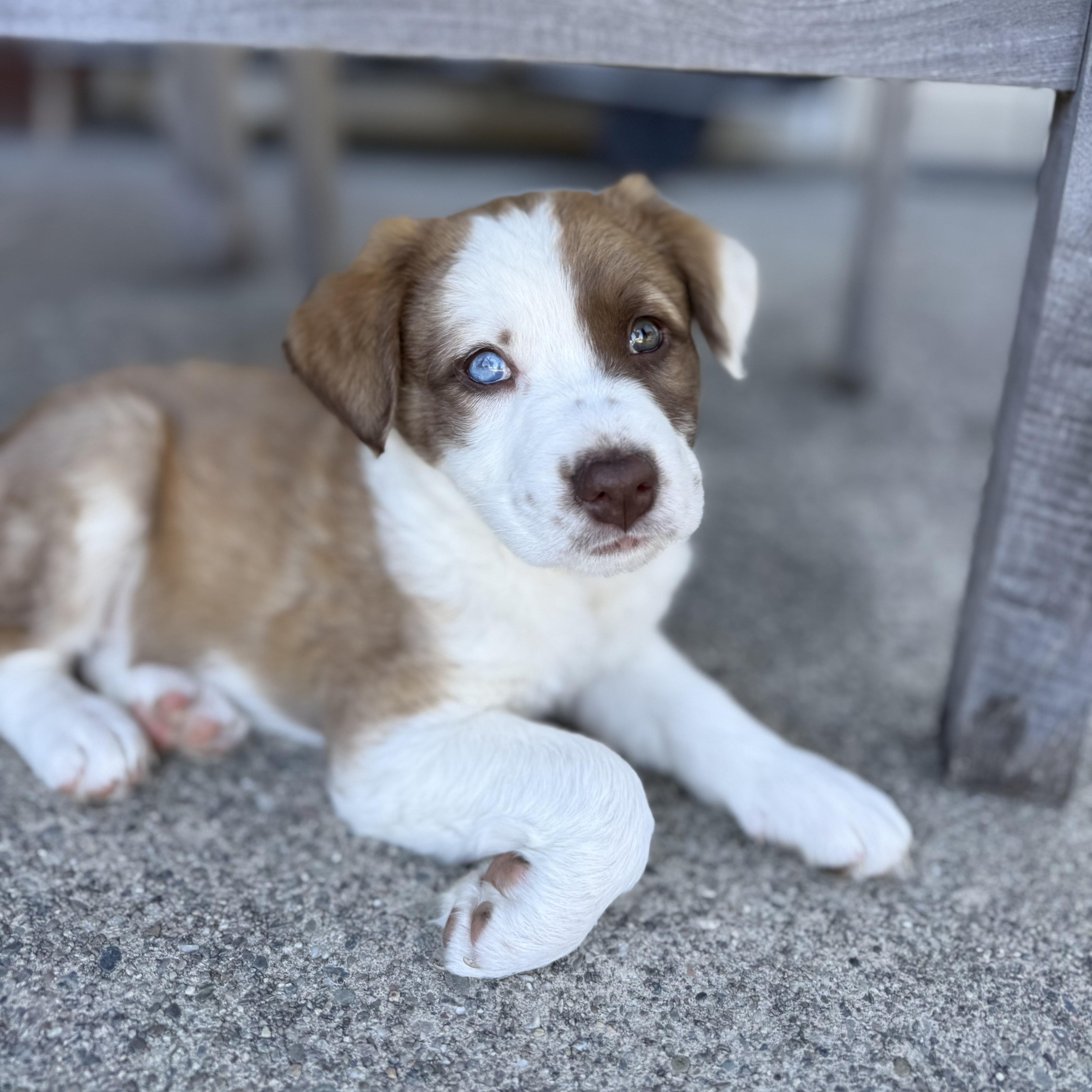 Lilypad (Toy Story 5), an adopted mixed breed in Redwood City, CA image 3/6