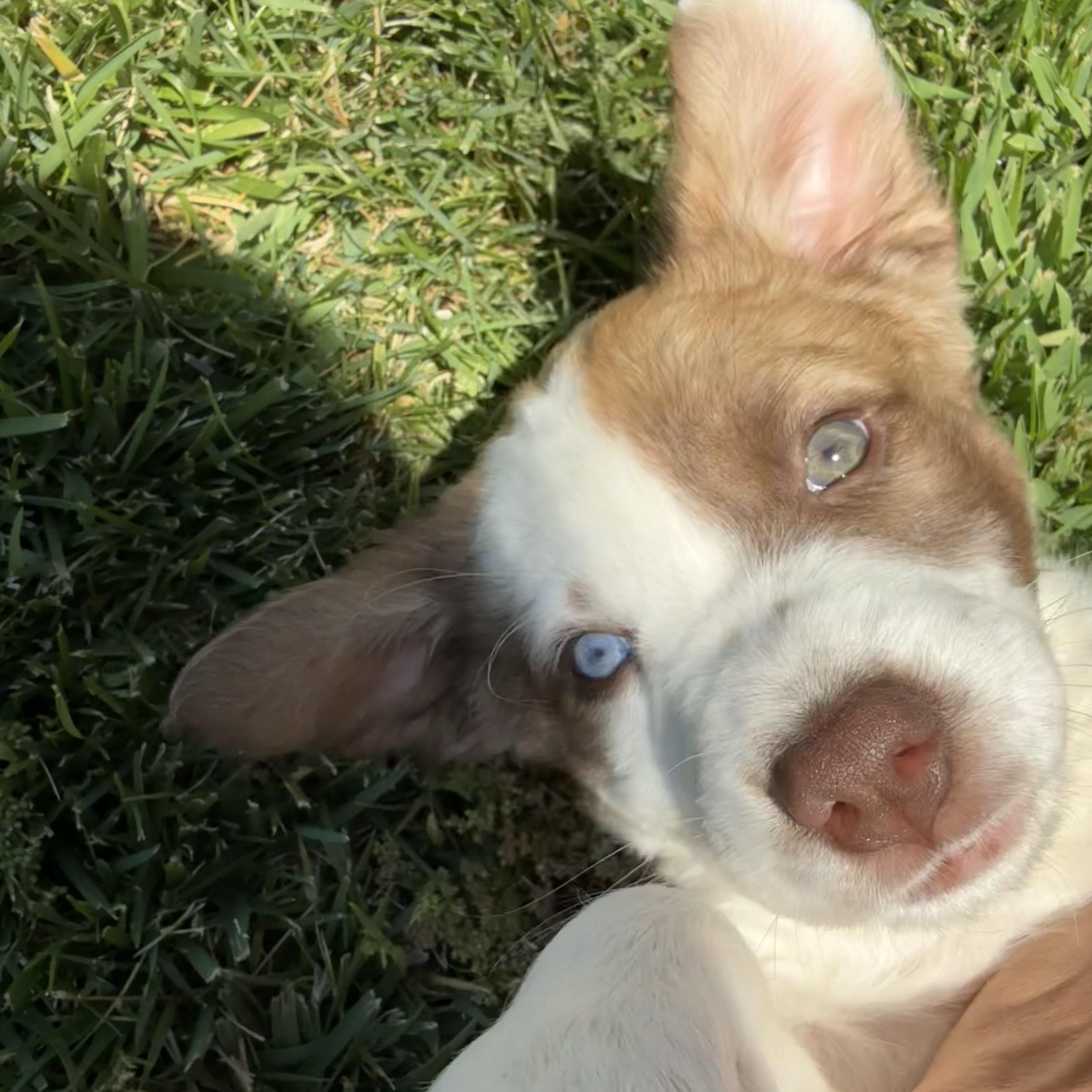 Lilypad (Toy Story 5), an adopted mixed breed in Redwood City, CA image 4/6
