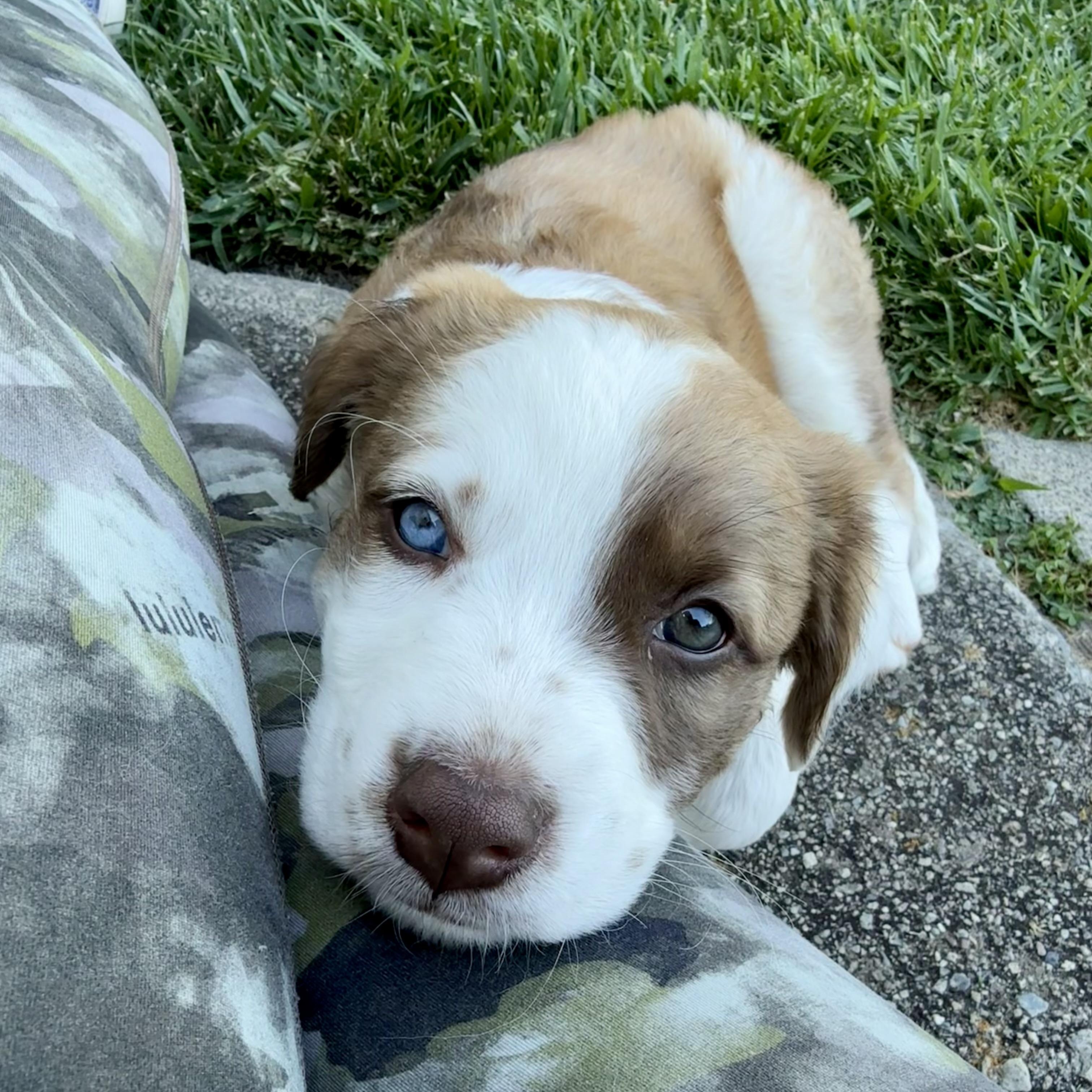 Lilypad (Toy Story 5), an adopted mixed breed in Redwood City, CA image 2/6