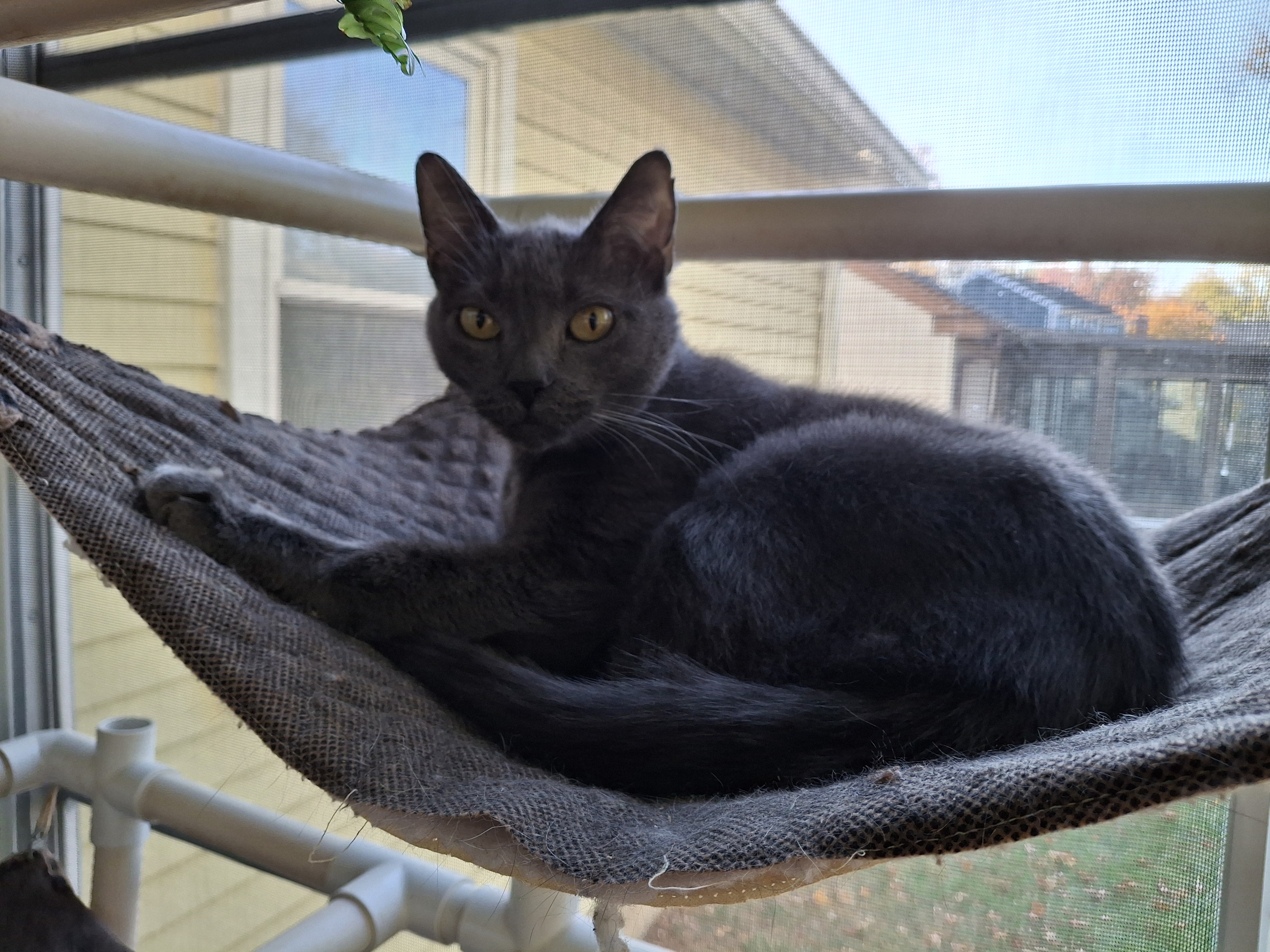 Jasmine, a Adoptable Domestic Short Hair in Bear, DE image 1/2