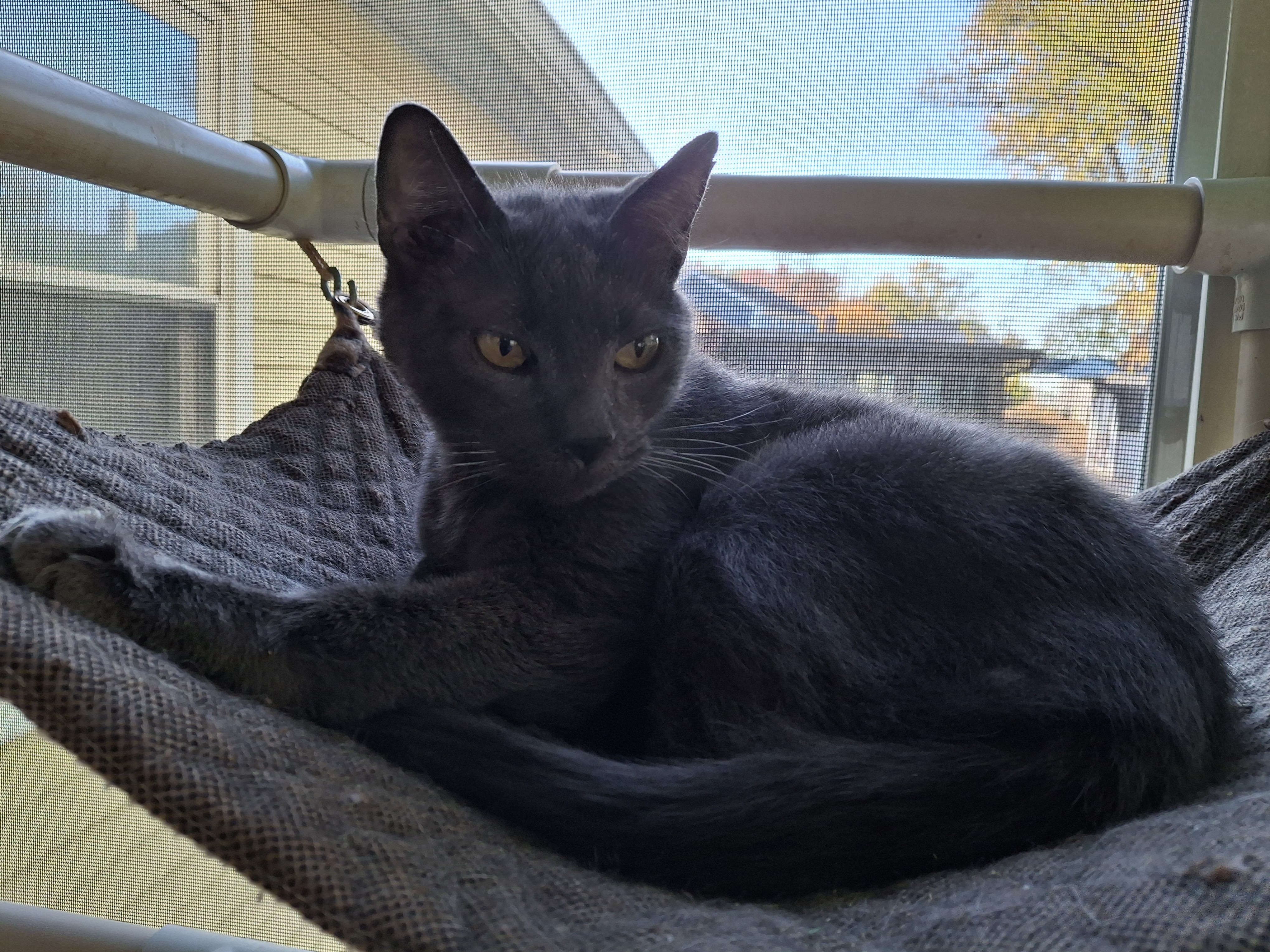 Jasmine, a Adoptable Domestic Short Hair in Bear, DE image 2/2