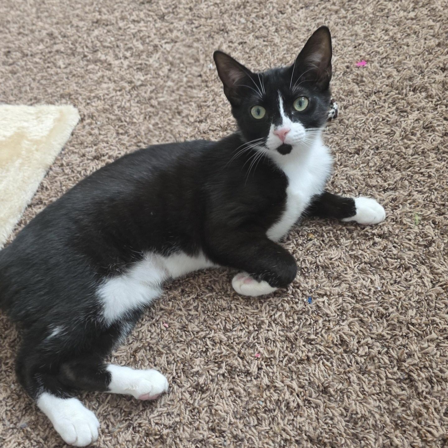 Enlarge Marbles, a Adoptable Domestic Short Hair in Buffalo, NY image 3/3