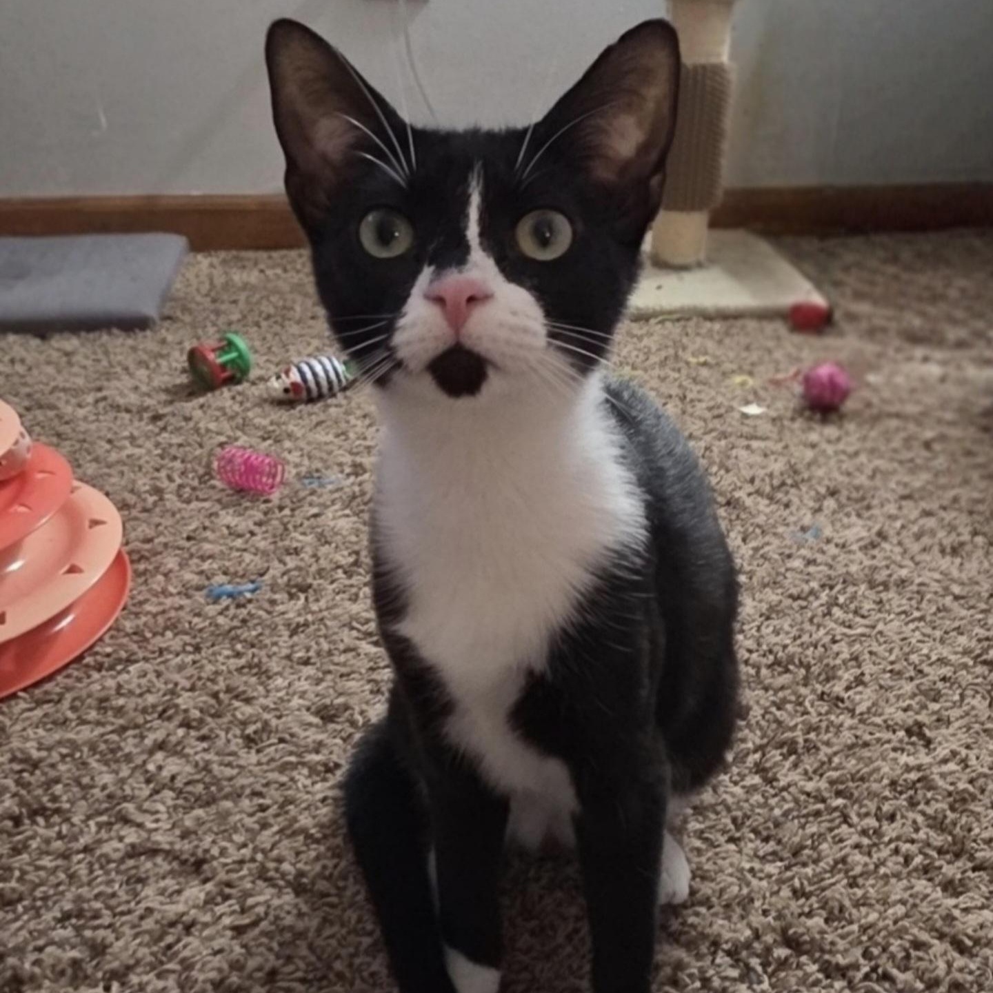 Enlarge Marbles, a Adoptable Domestic Short Hair in Buffalo, NY image 2/3
