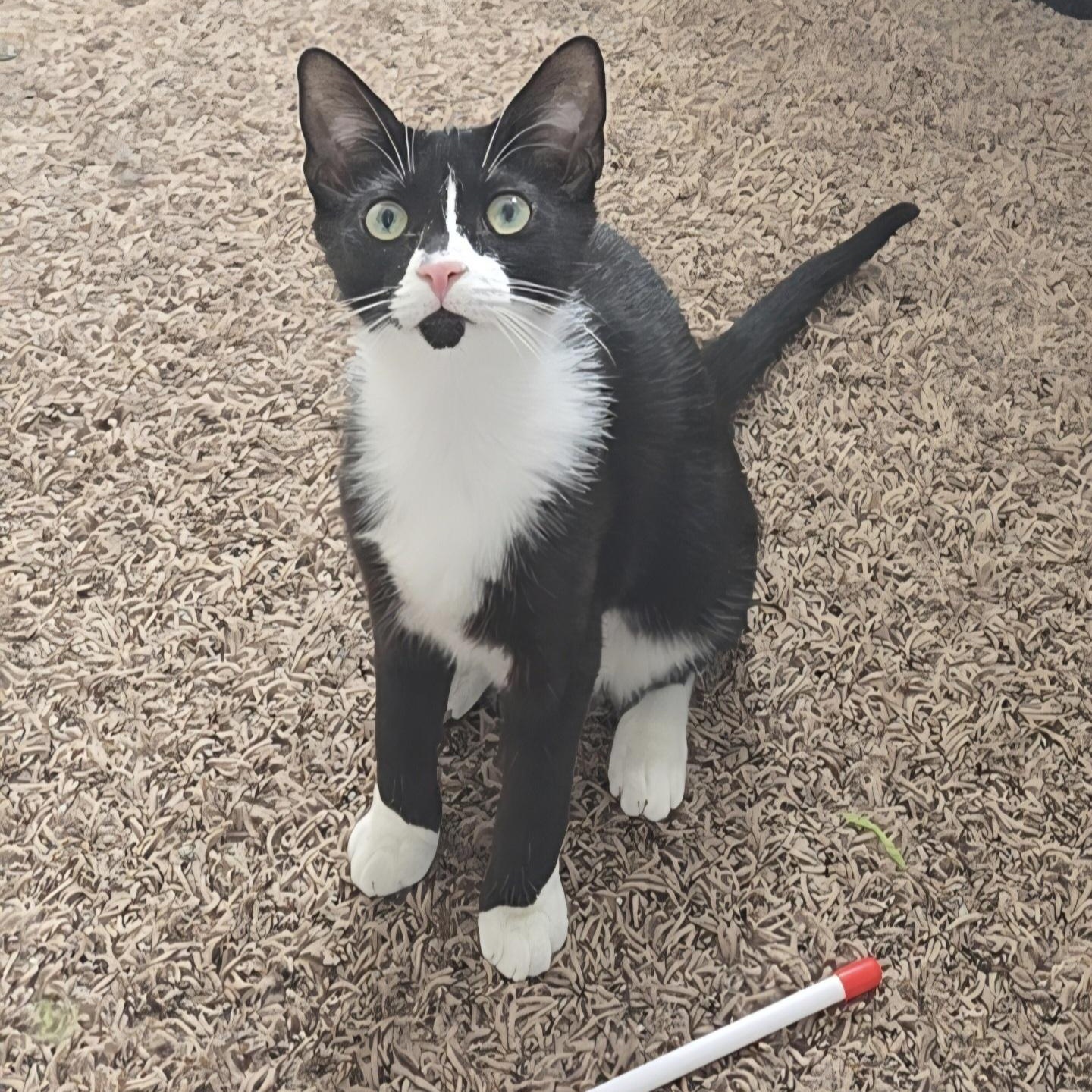 Marbles, Adoptable, Kitten Female Domestic Short Hair.