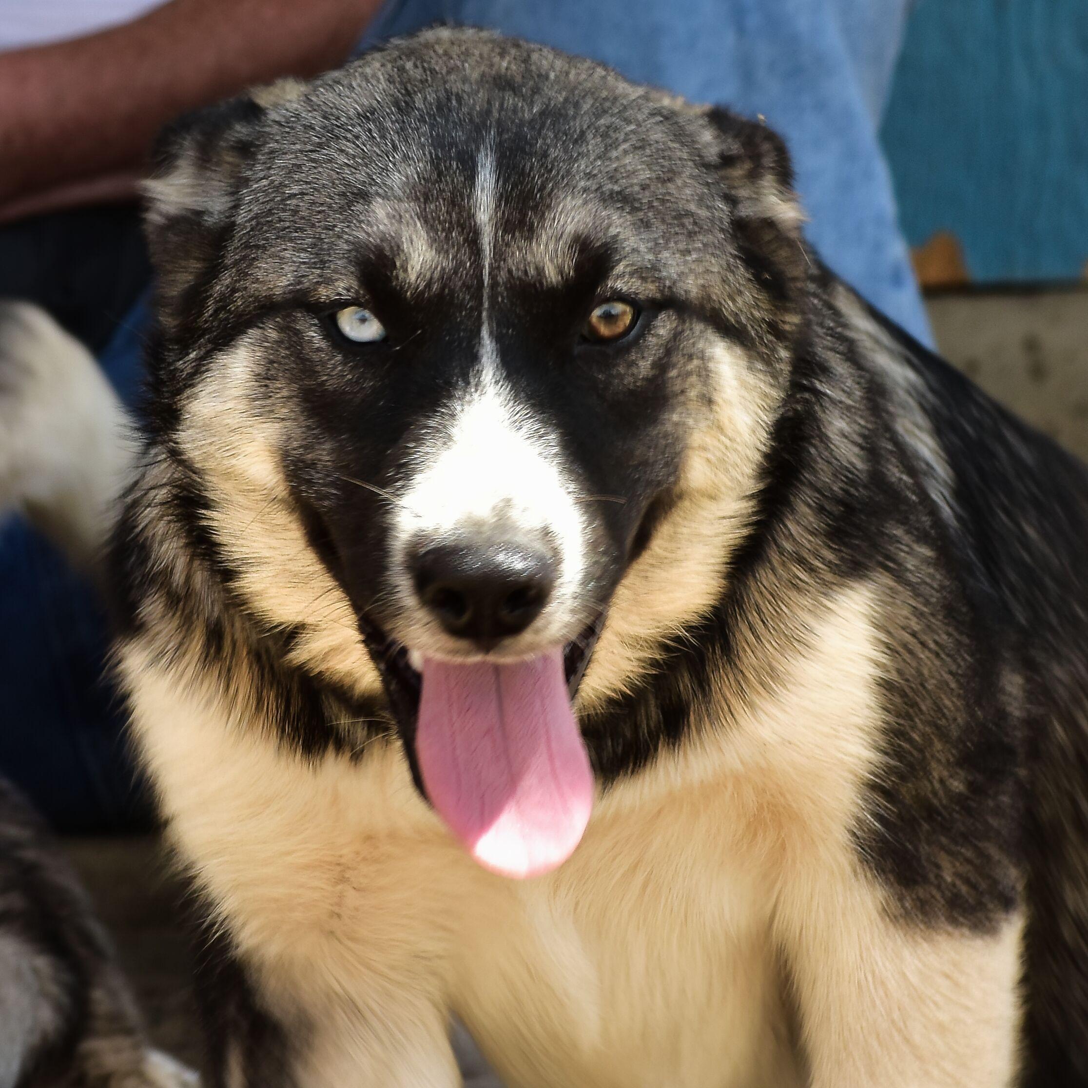 Enlarge Cali, a ADOPTABLE mixed breed in Mayer, AZ image 3/3