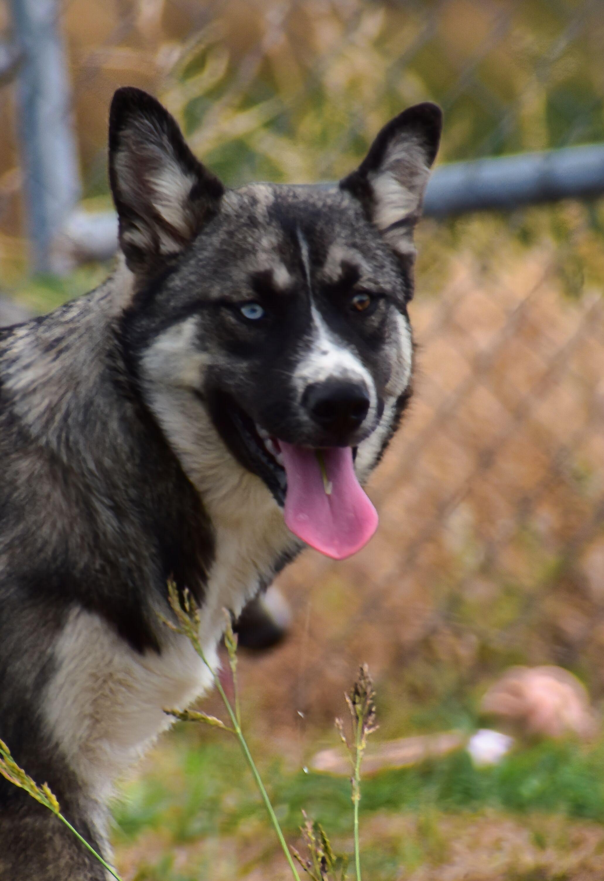 Cali, ADOPTABLE, Puppy Female Husky & Labrador Retriever.
