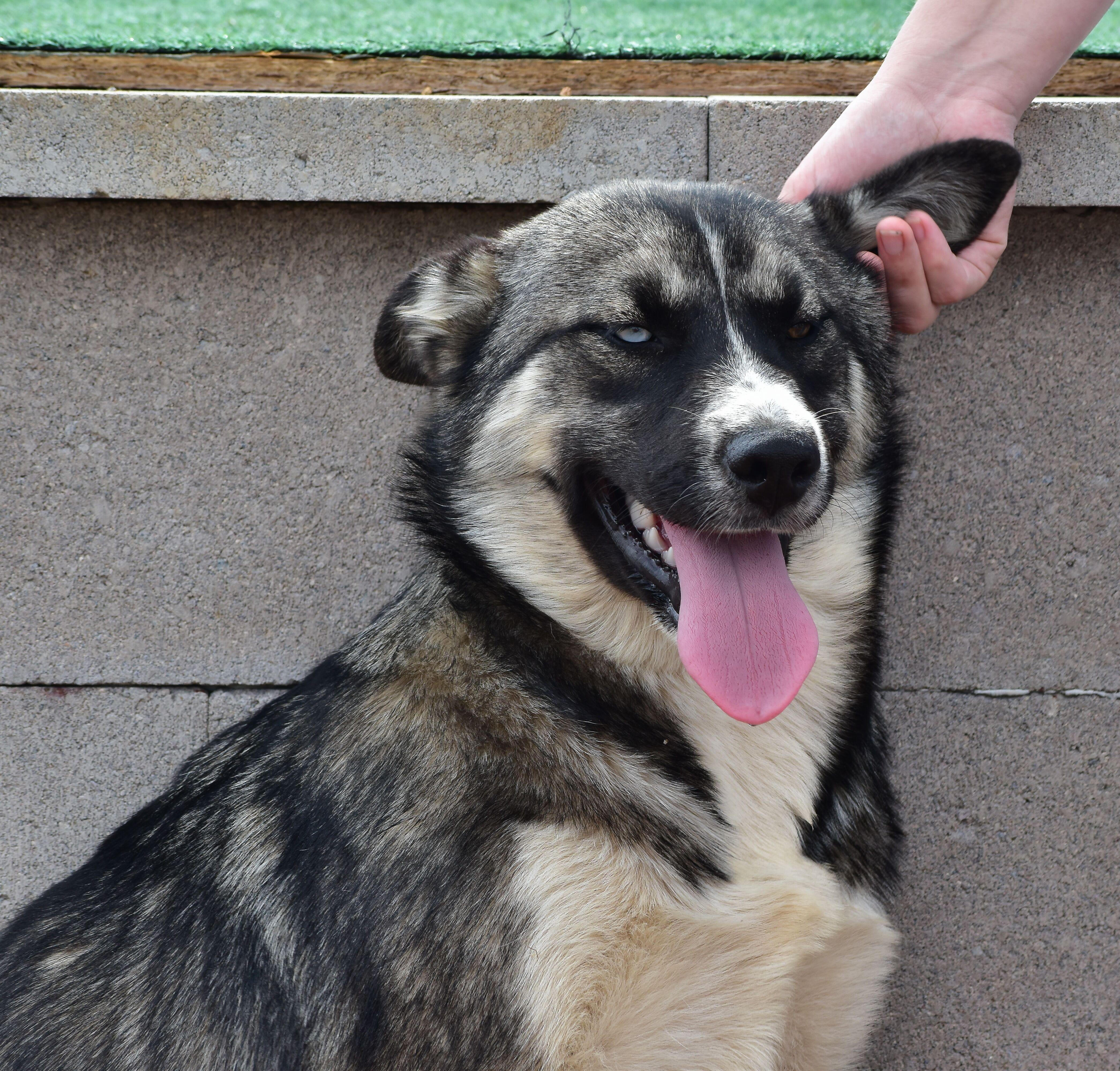 Enlarge Cali, a ADOPTABLE mixed breed in Mayer, AZ image 2/3