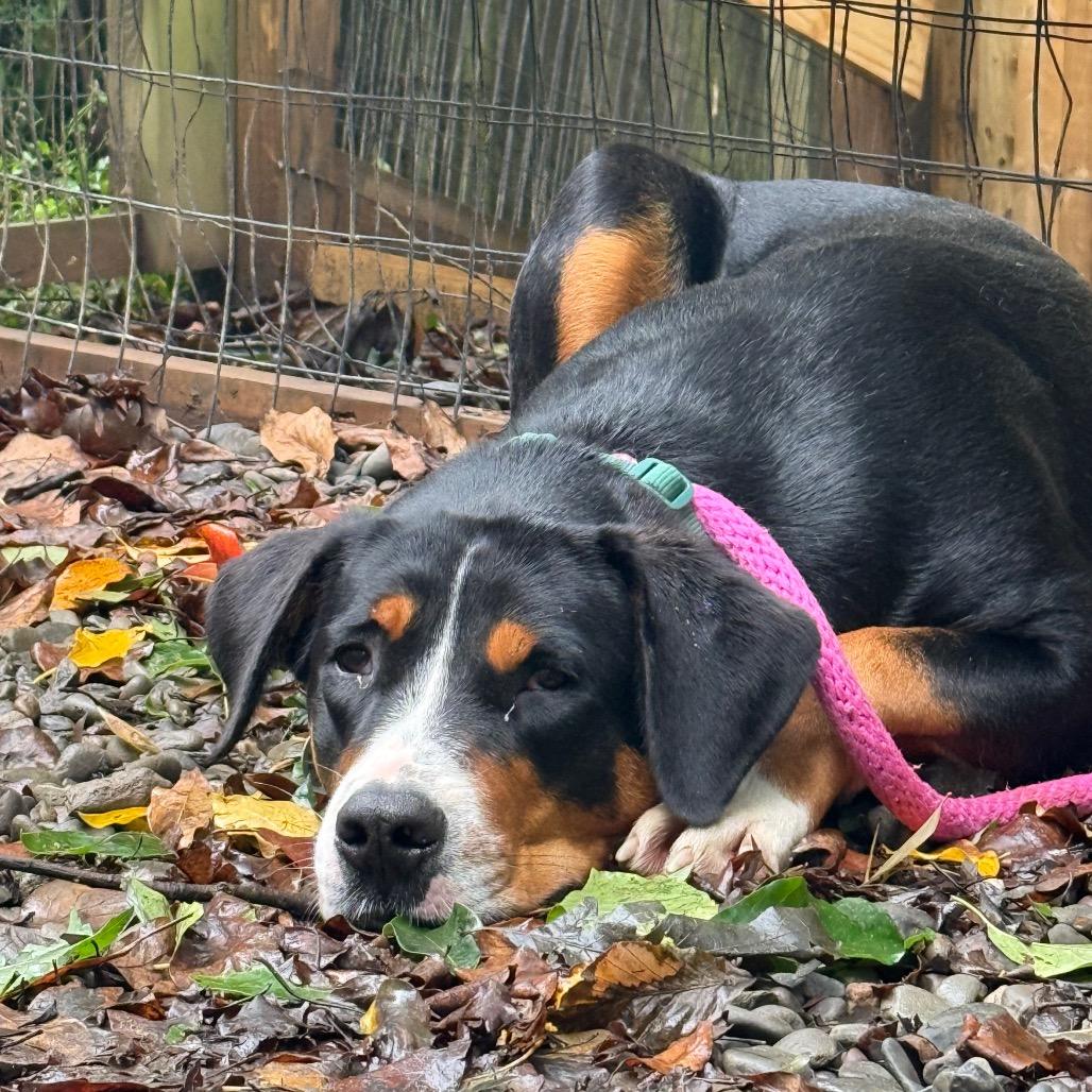 June, Adoptable, Young Female Greater Swiss Mountain Dog.