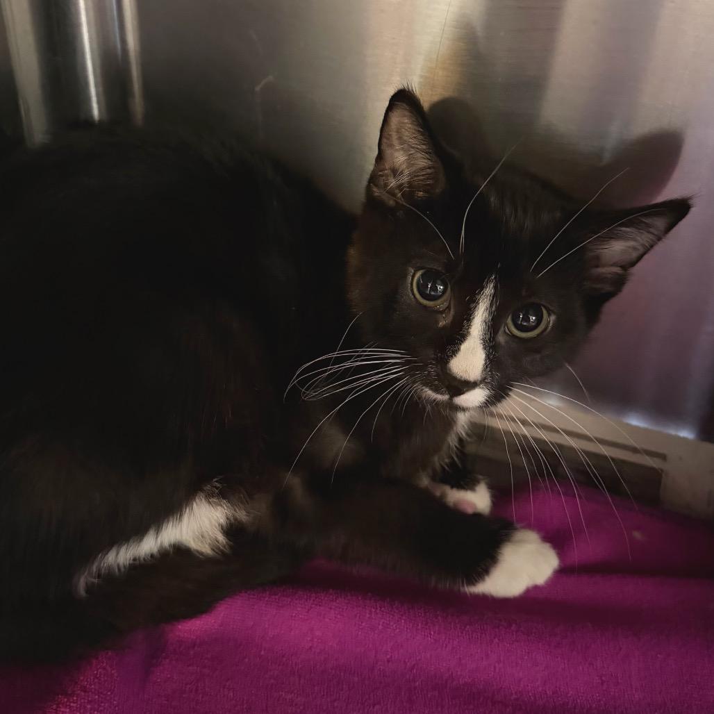 Enlarge Cafe Bustelo - The Barkery, a Adoptable Domestic Short Hair in Belleville, IL image 1/1