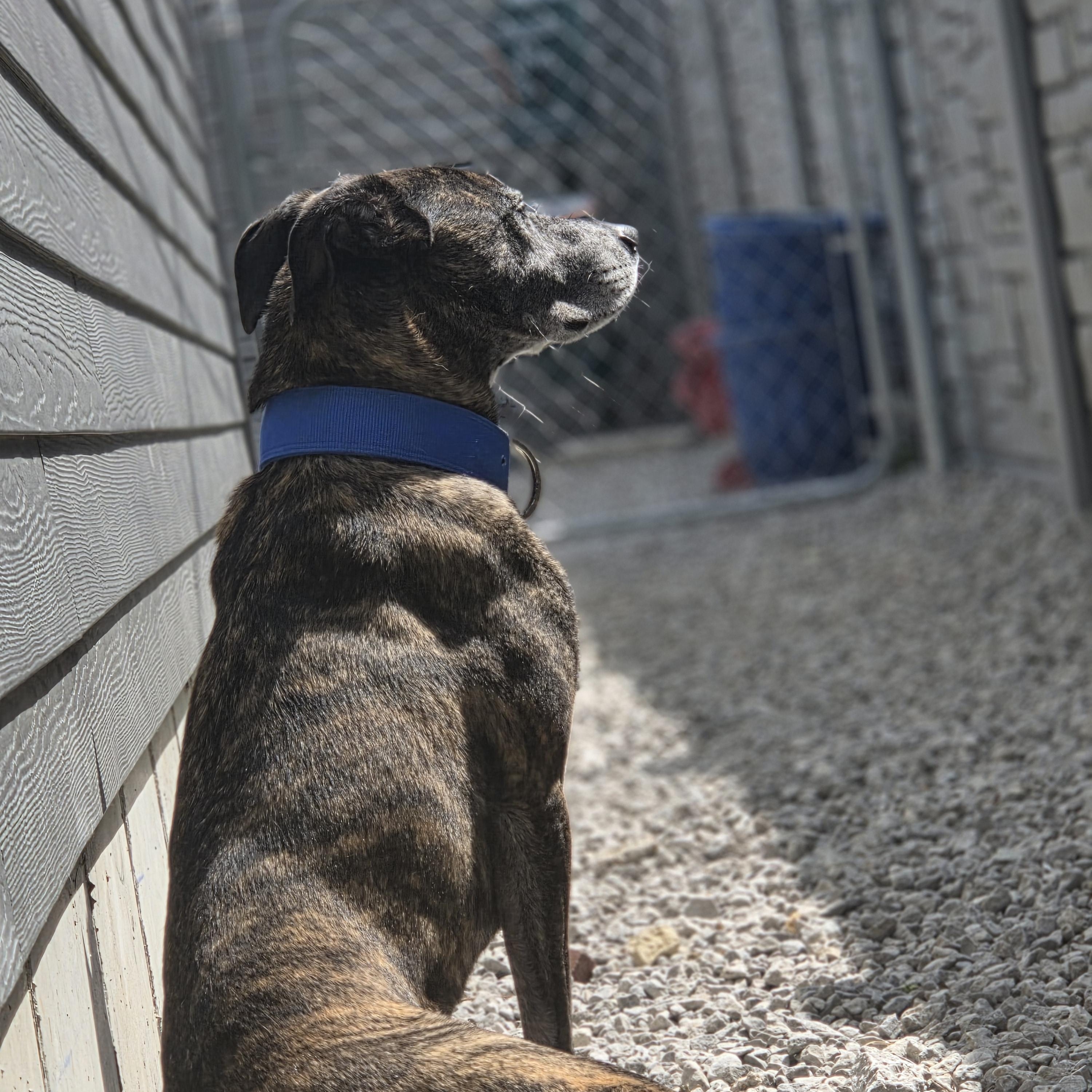 Kai *ADOPTION SPECIAL*, a Adoptable mixed breed in St. Louis, MO image 5/6