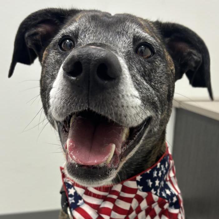 Enlarge Kai *ADOPTION SPECIAL*, a Adoptable mixed breed in St. Louis, MO image 1/6