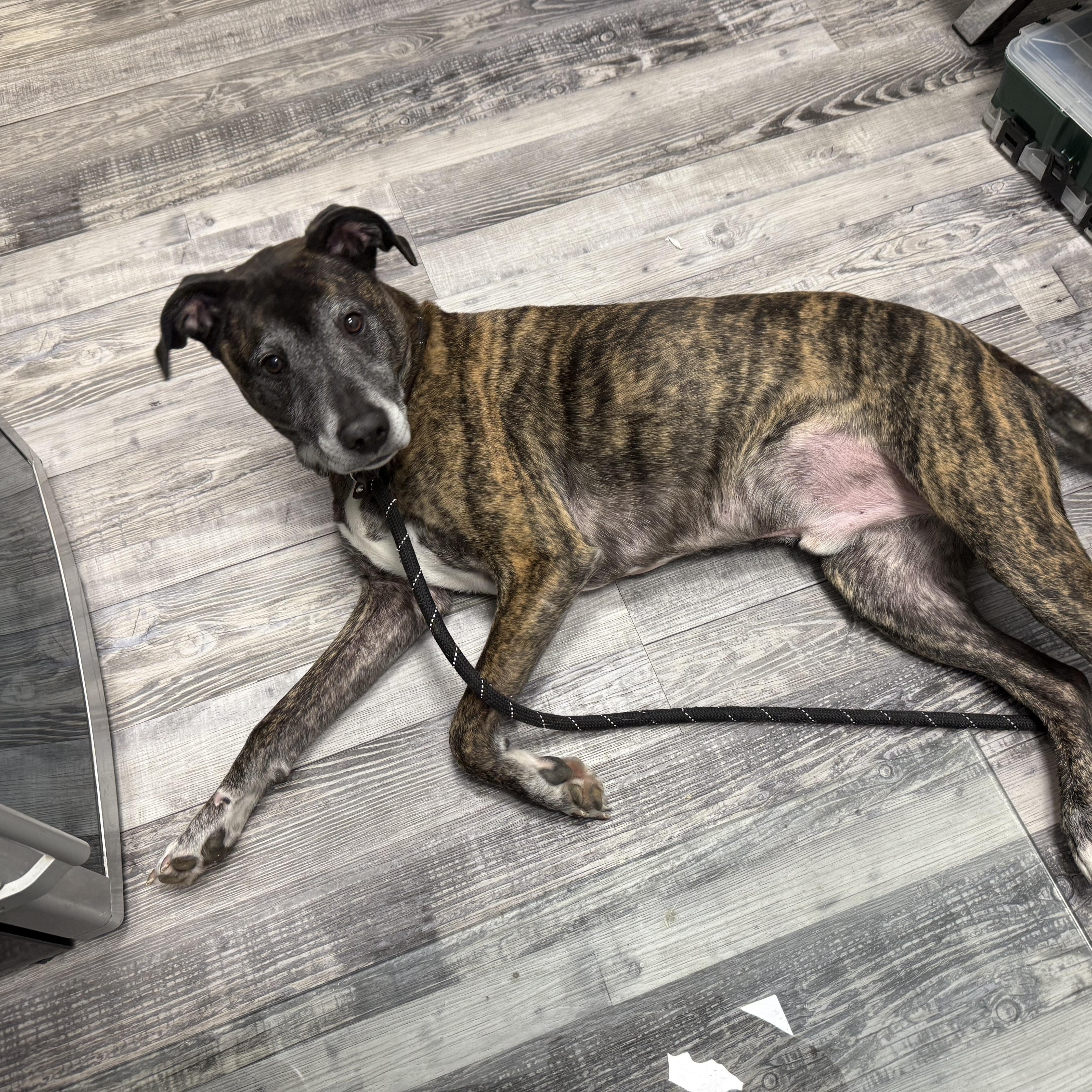 Kai *ADOPTION SPECIAL*, a Adoptable mixed breed in St. Louis, MO image 6/6