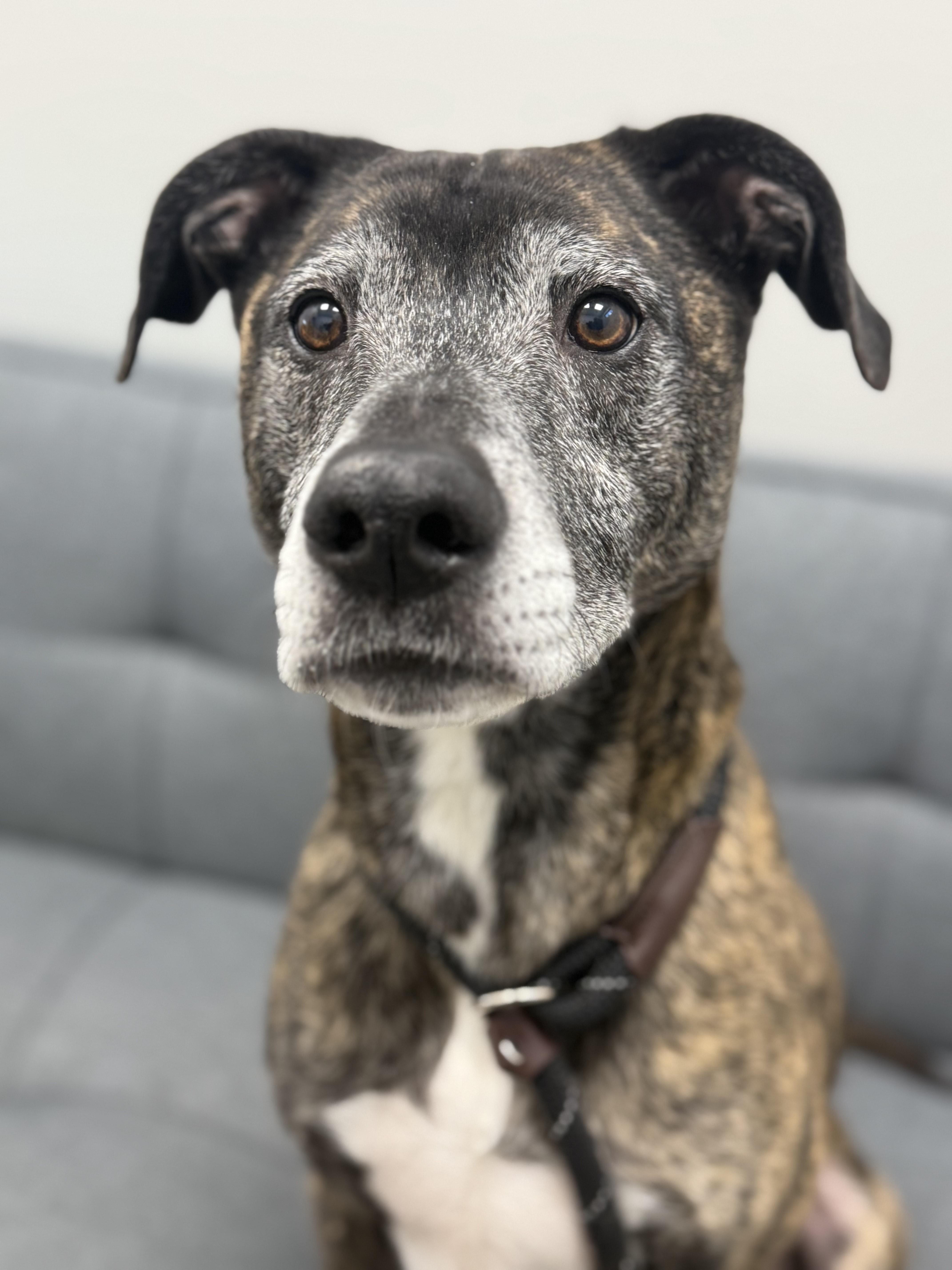 Kai *ADOPTION SPECIAL*, a Adoptable mixed breed in St. Louis, MO image 1/6
