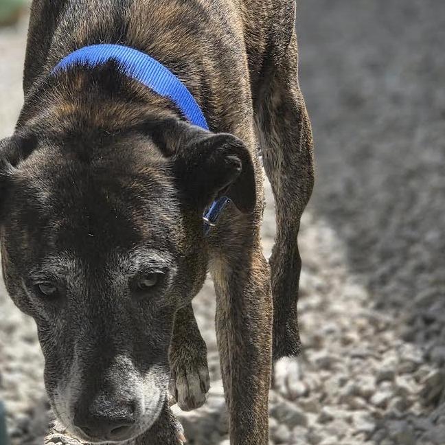 Kai *ADOPTION SPECIAL*, a Adoptable mixed breed in St. Louis, MO image 4/6