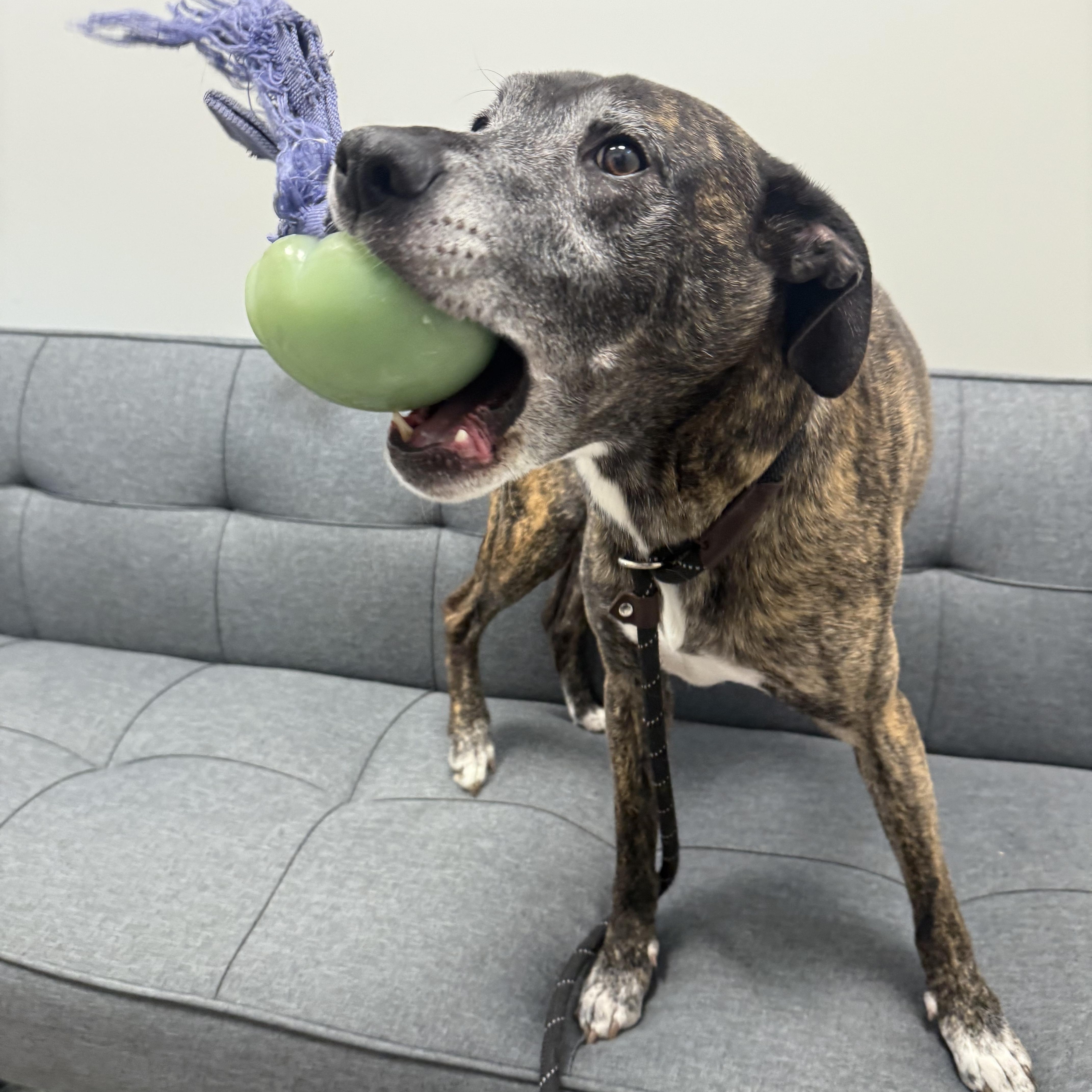 Kai *ADOPTION SPECIAL*, a Adoptable mixed breed in St. Louis, MO image 3/6