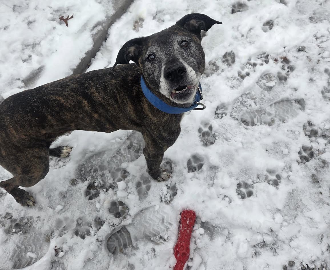 Kai *ADOPTION SPECIAL*, a Adoptable mixed breed in St. Louis, MO image 2/6