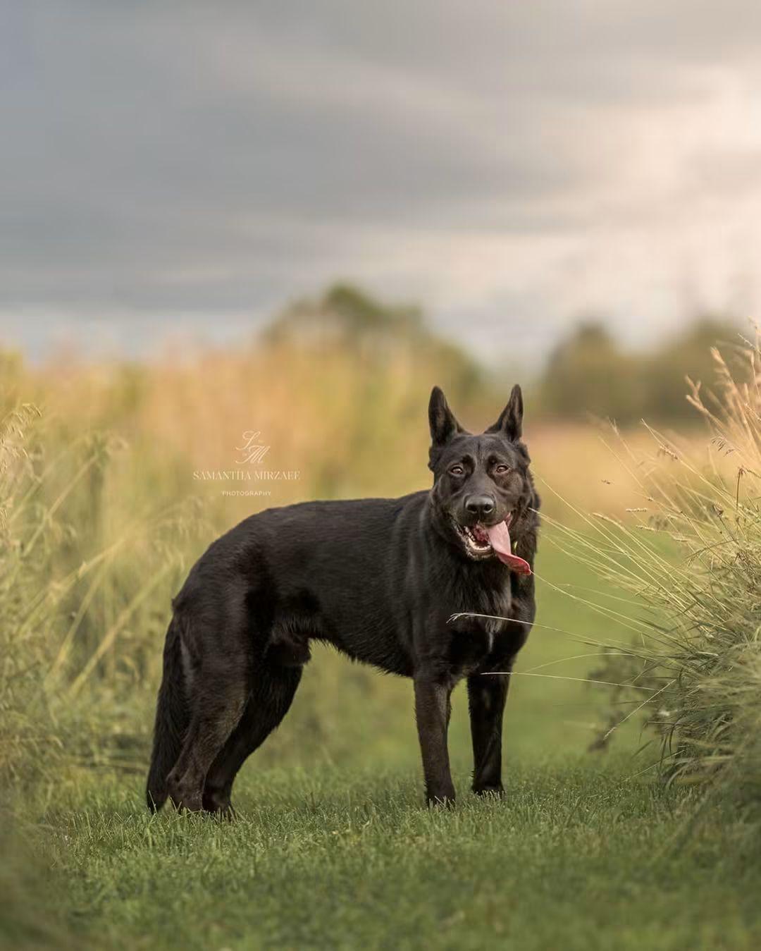 Enlarge Neo, a Adoptable German Shepherd Dog in Montreal, QC image 3/6