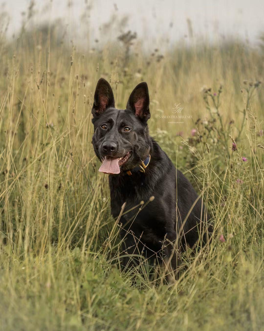Neo, Adoptable, Adult Male German Shepherd Dog.