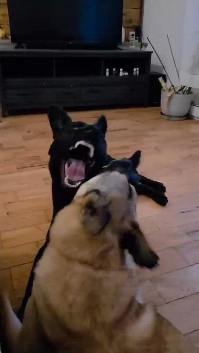 Enlarge Neo, a Adoptable German Shepherd Dog in Montreal, QC video 6/6