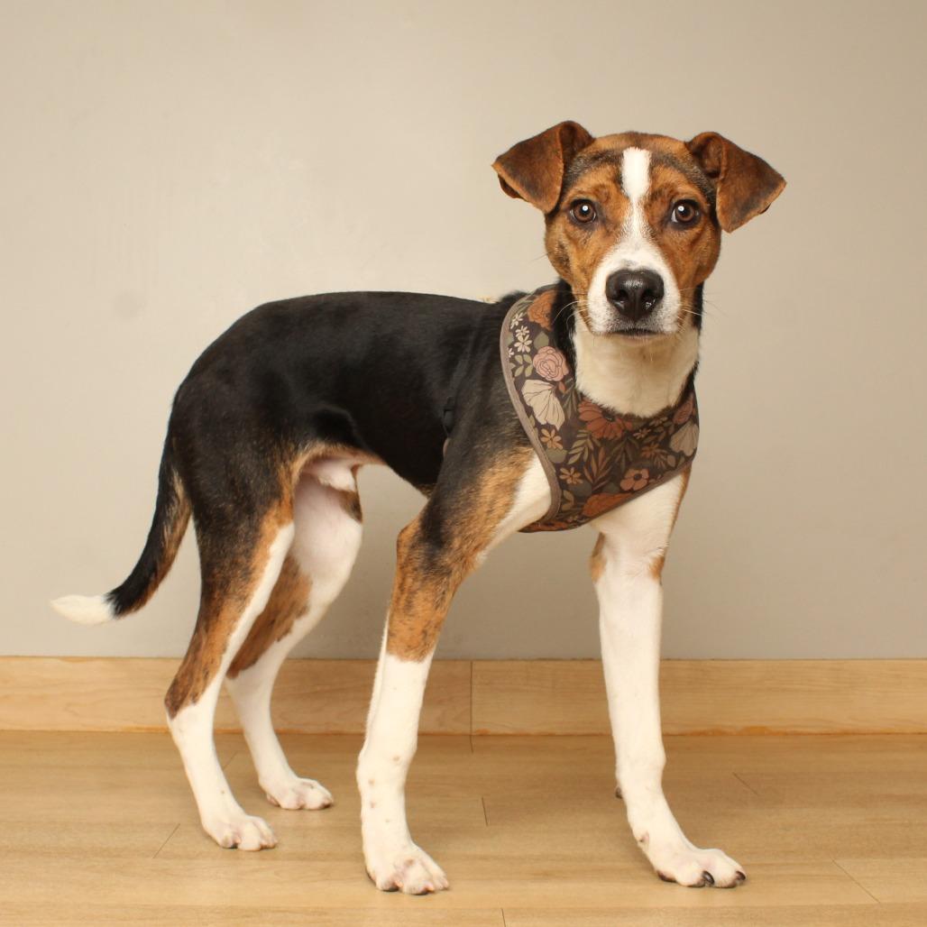 Enlarge Peabody D71468, a Adoptable mixed breed in Minnetonka, MN image 1/4