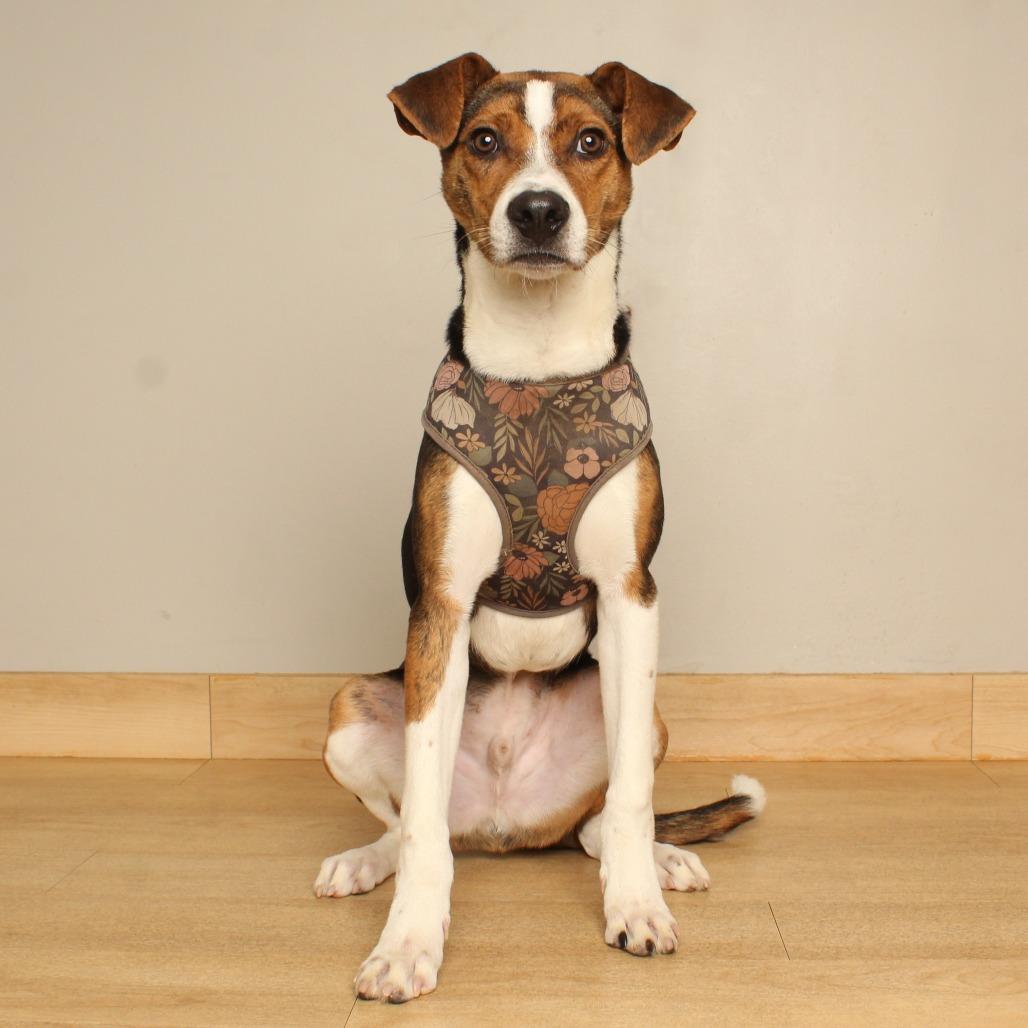 Enlarge Peabody D71468, a Adoptable mixed breed in Minnetonka, MN image 2/4