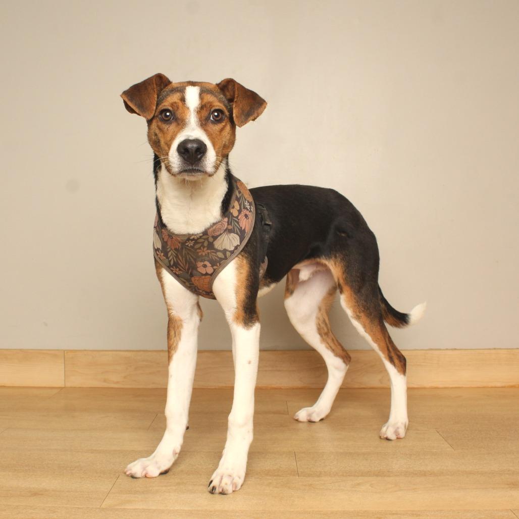 Enlarge Peabody D71468, a Adoptable mixed breed in Minnetonka, MN image 3/4