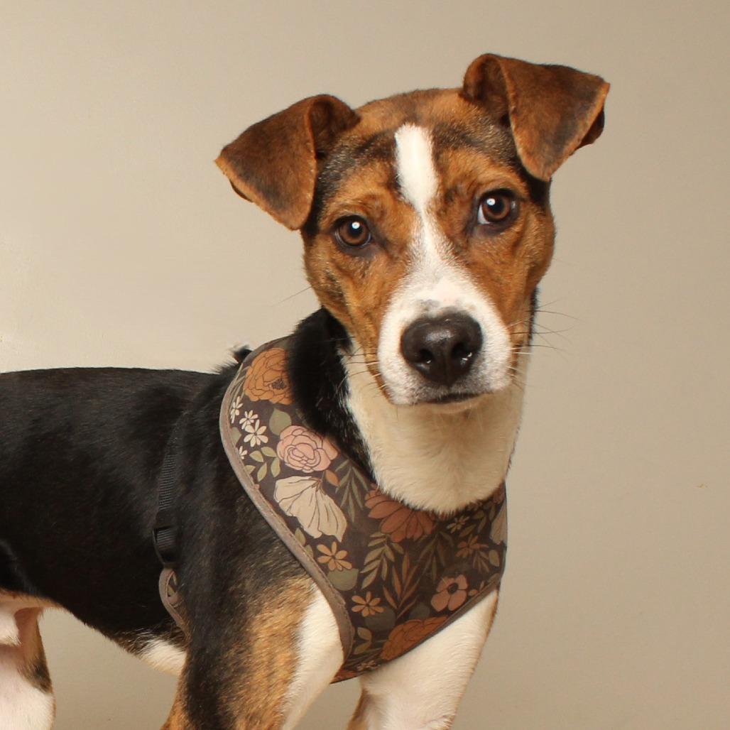 Enlarge Peabody D71468, a Adoptable mixed breed in Minnetonka, MN image 4/4