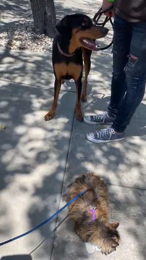 King, a Adoptable Doberman Pinscher in Nipomo, CA image 3/6