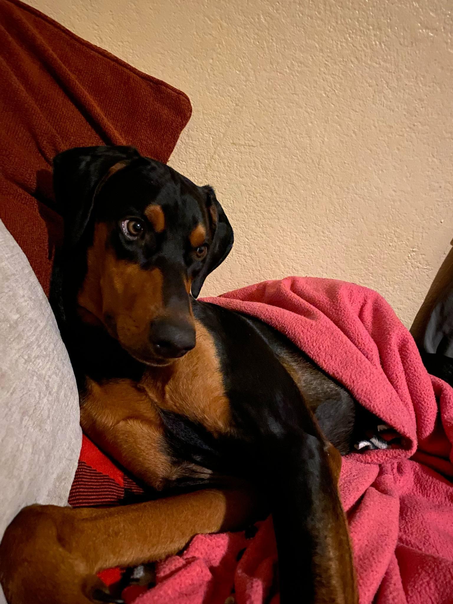 King, a Adoptable Doberman Pinscher in Nipomo, CA image 5/6