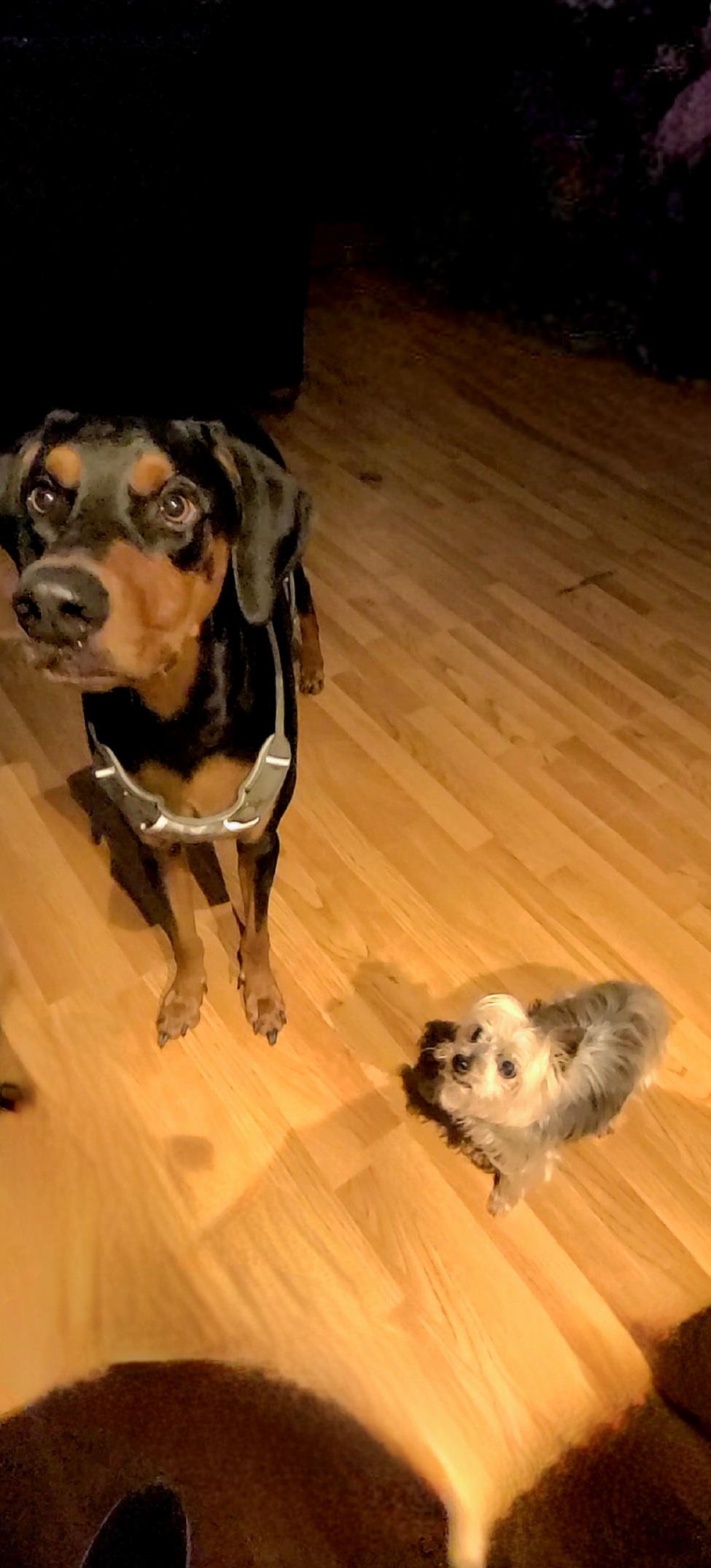 King, a Adoptable Doberman Pinscher in Nipomo, CA image 6/6